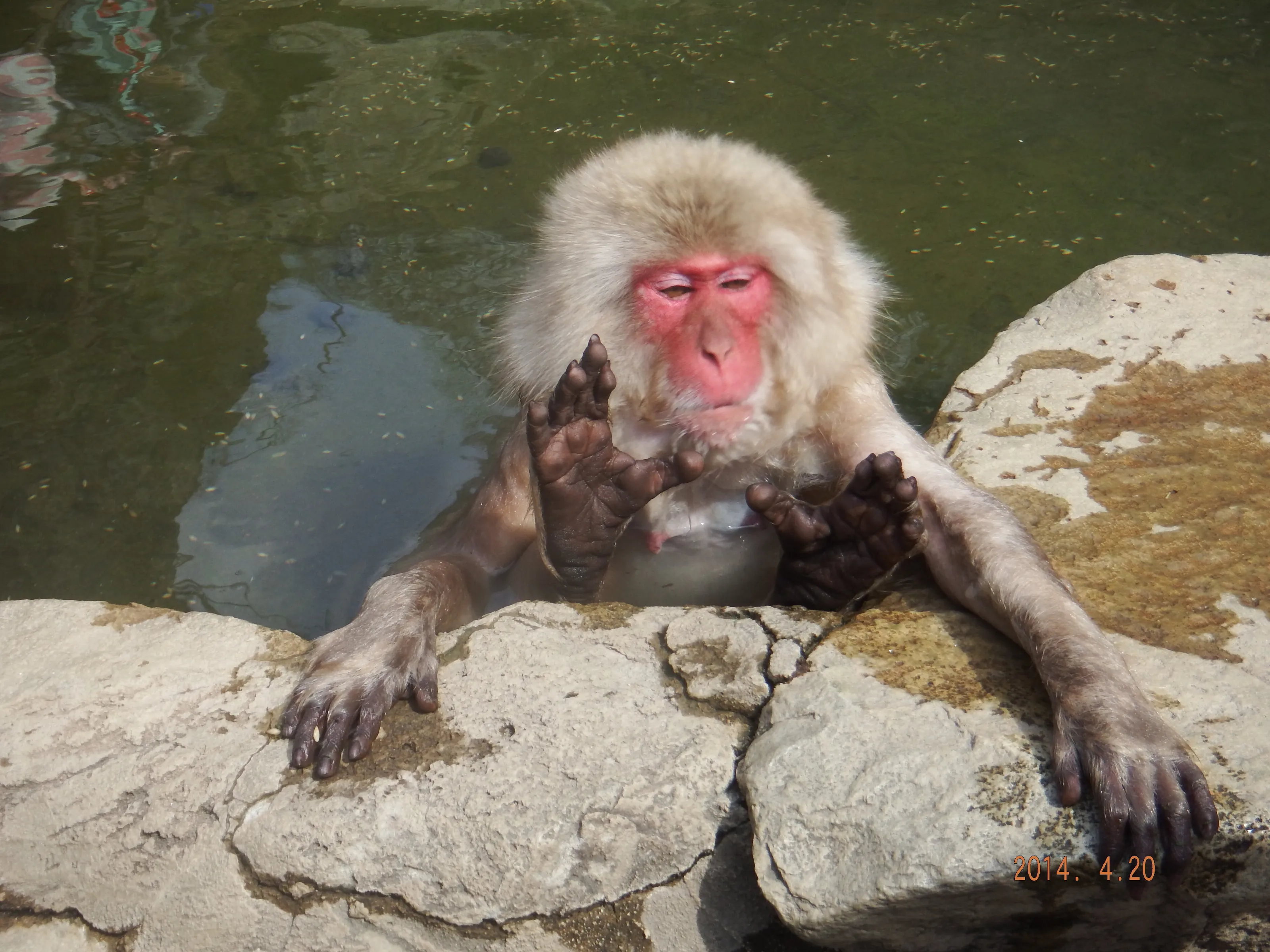 Relax time, Monkey style