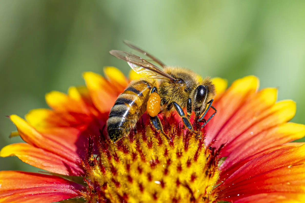 Entry 27661638