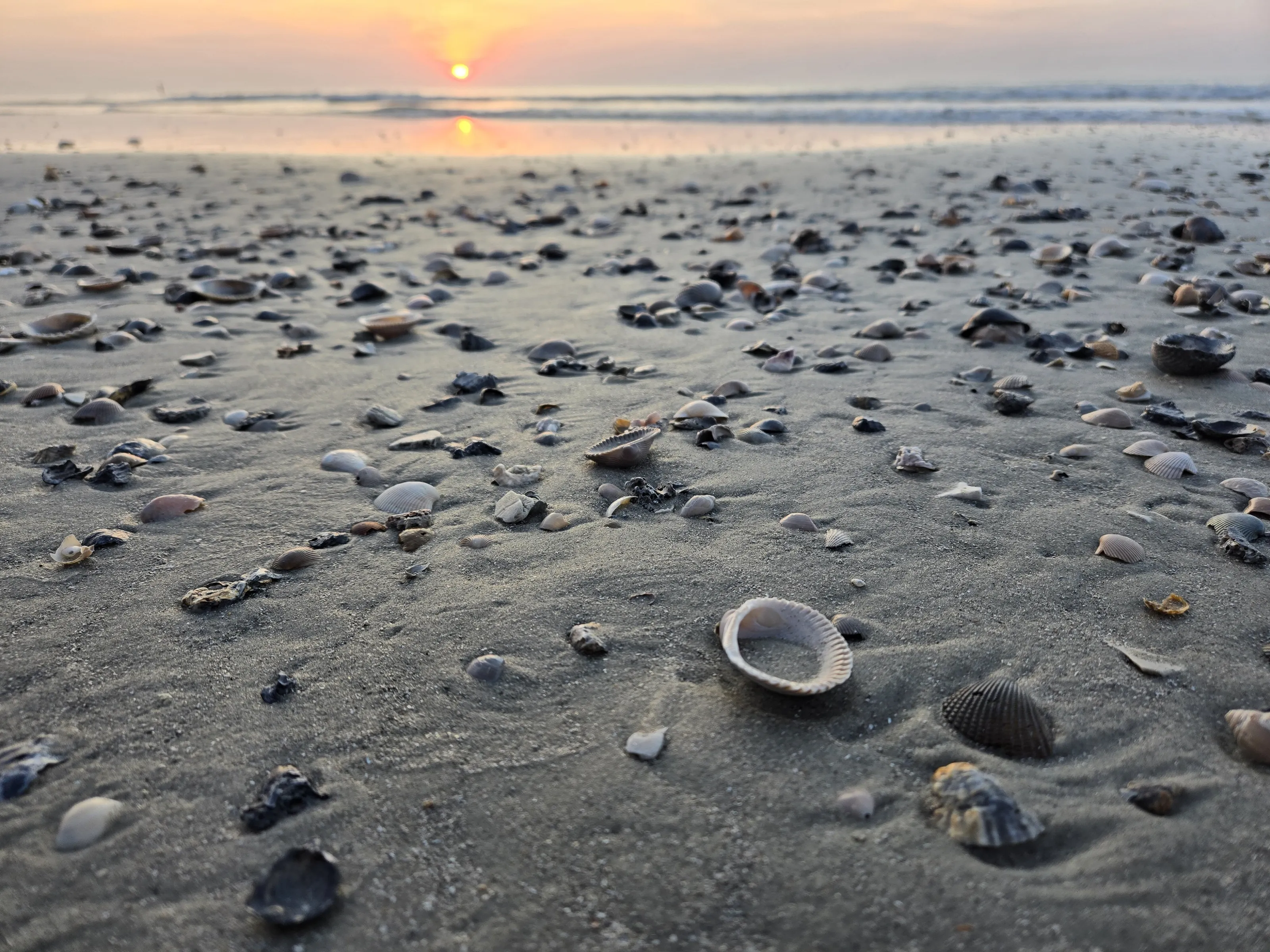 She sees seashells
