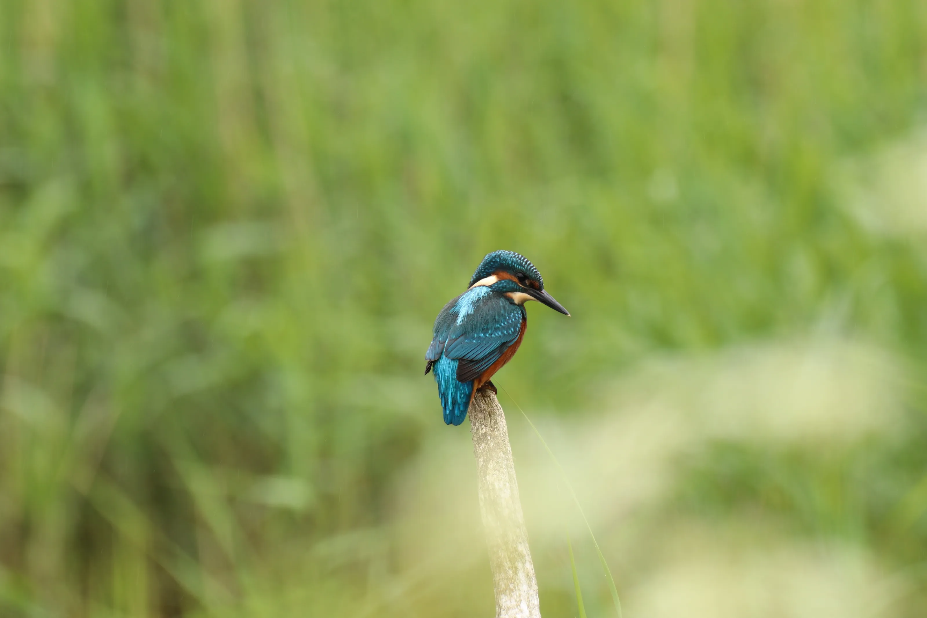 Young male Kingfisher