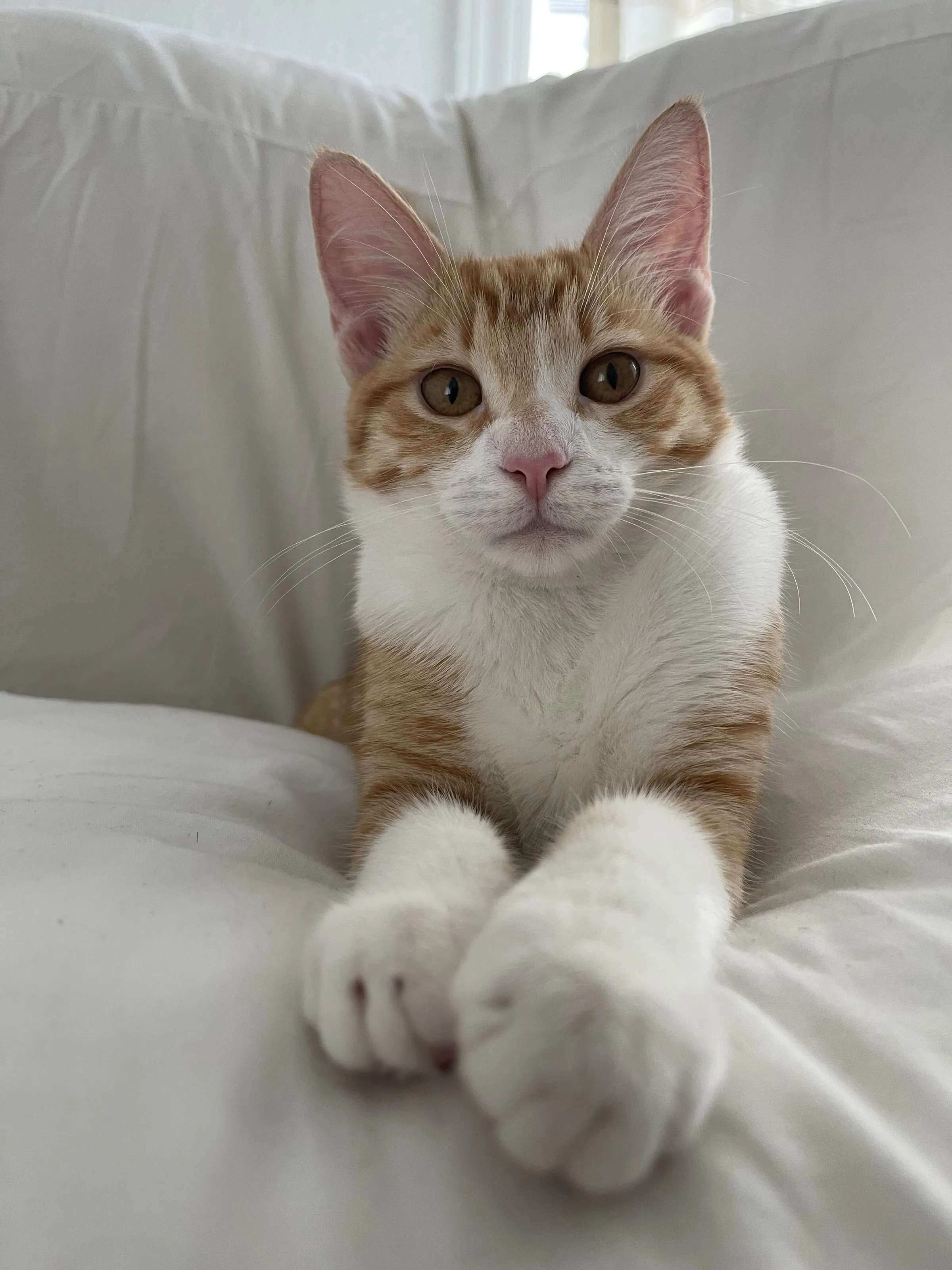 Tabby Cat