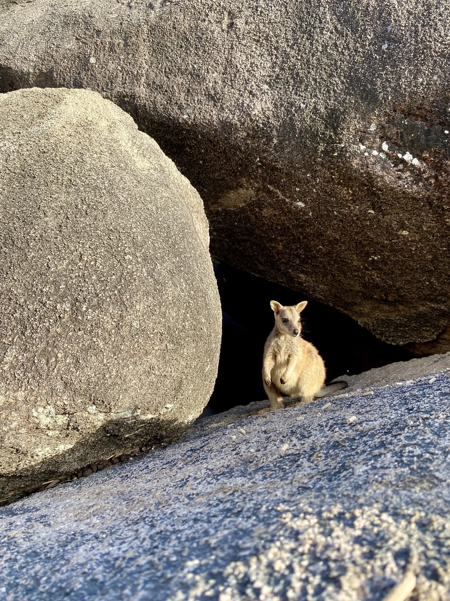 Rock-Wallaby Exploration