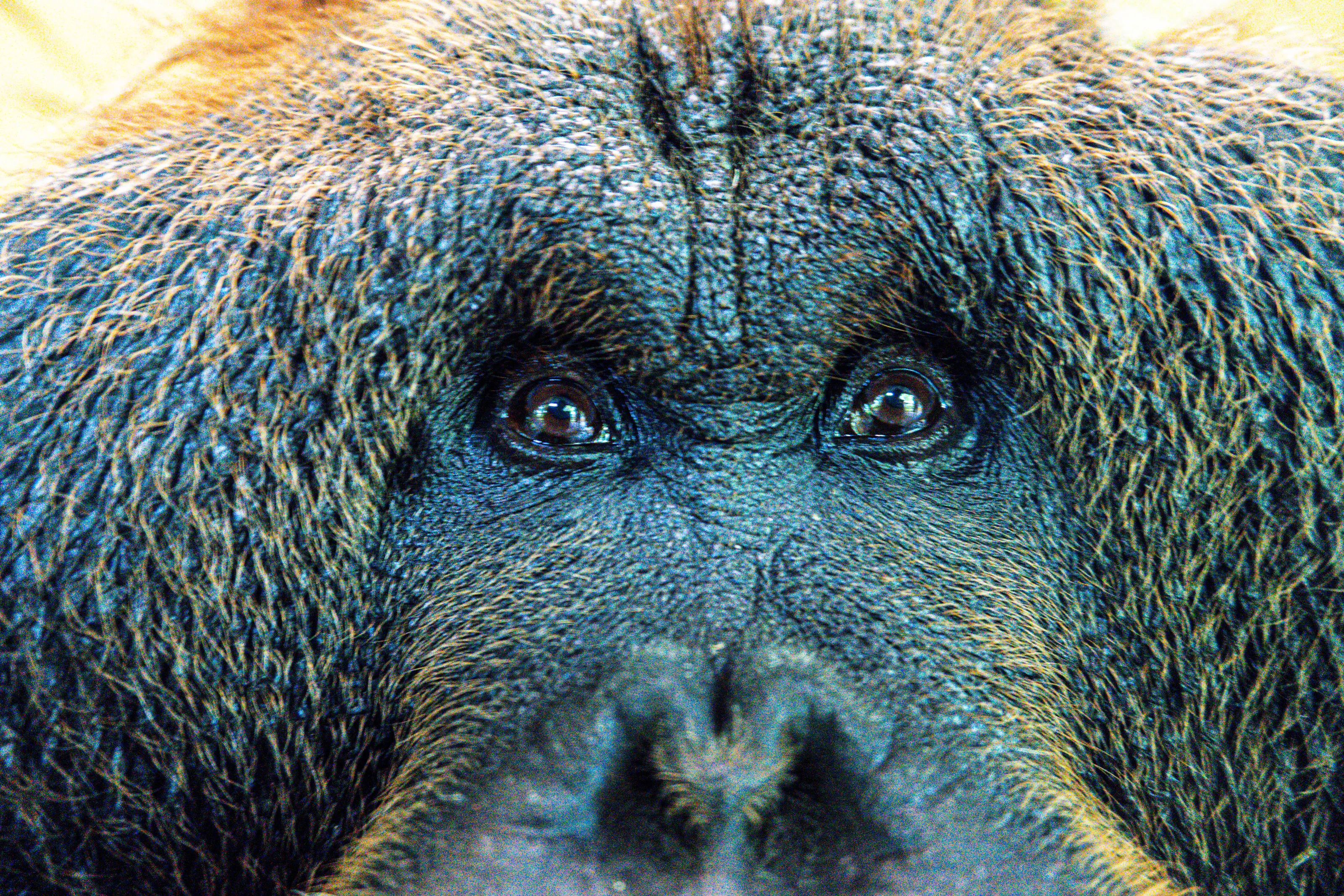 Orangutans Reflections