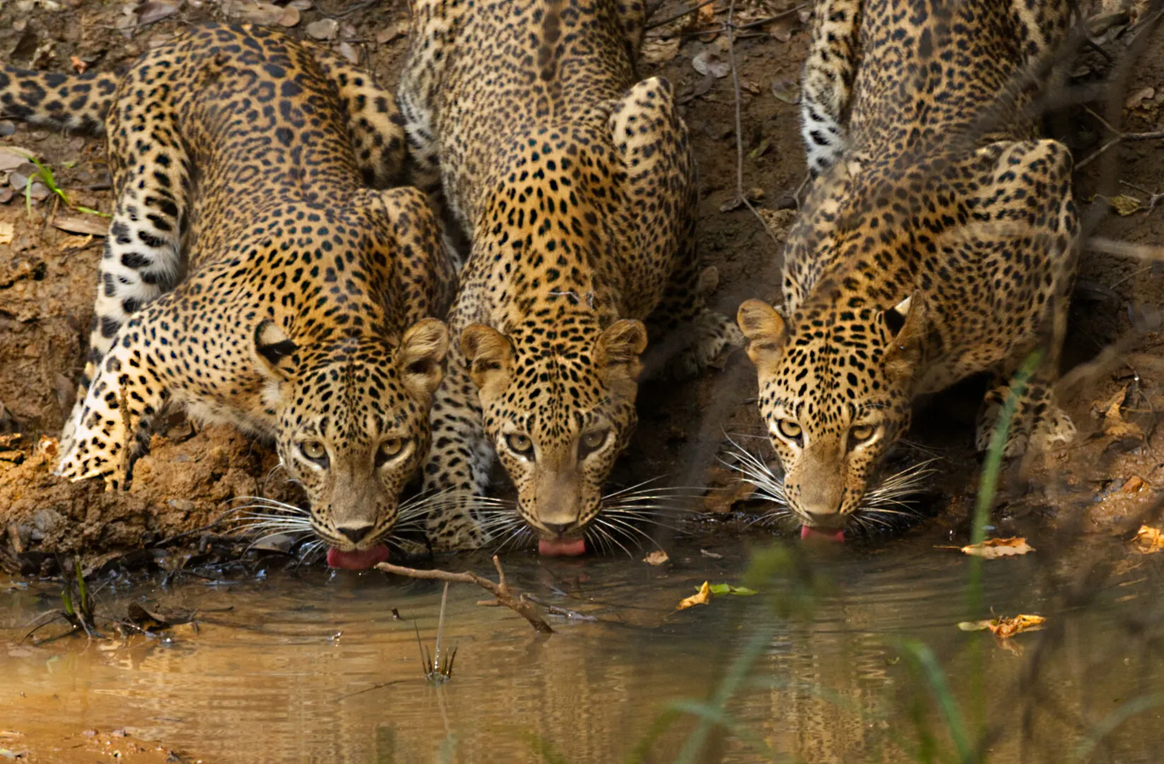 Thirsty