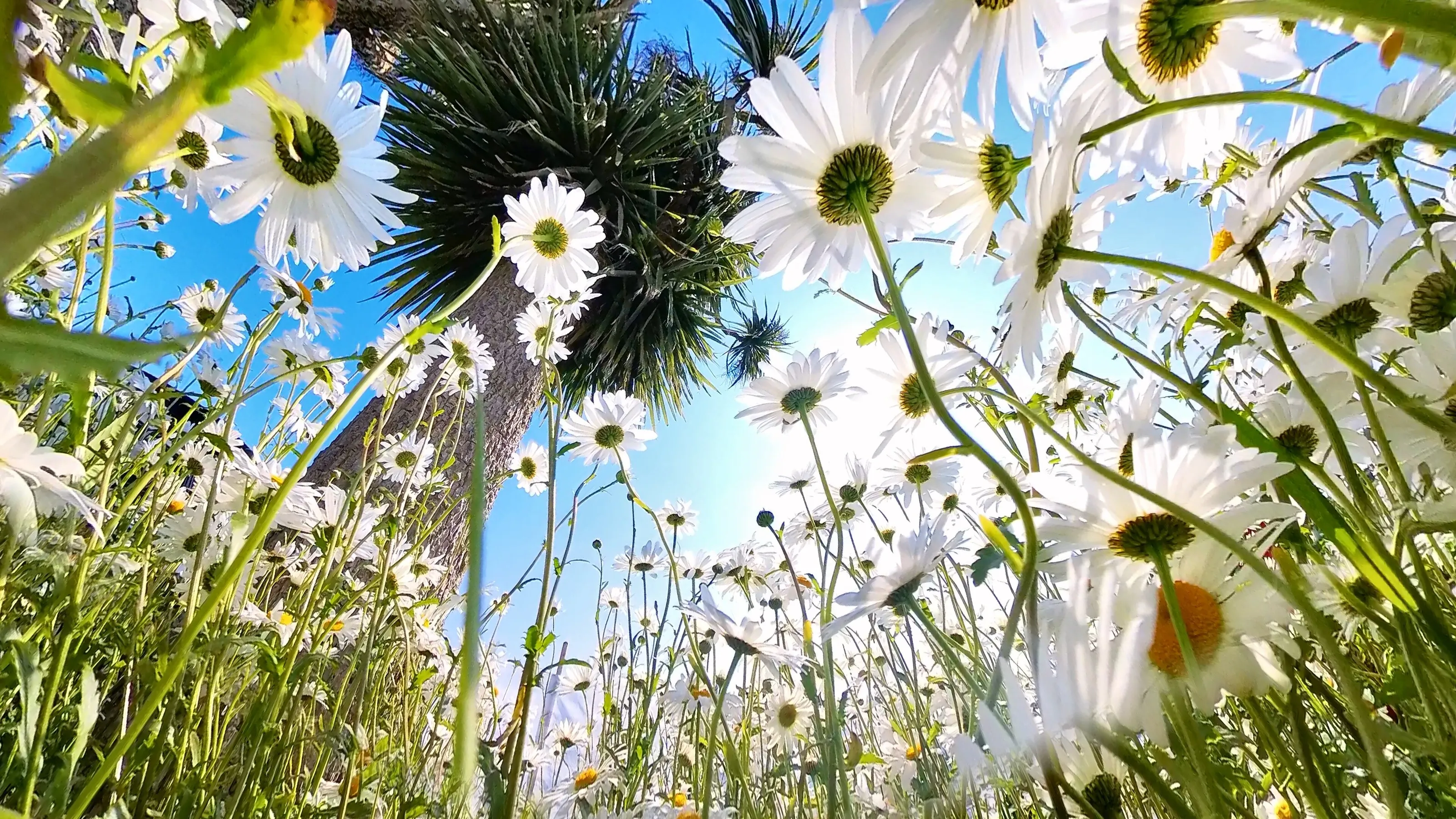 A Bugs Eye View