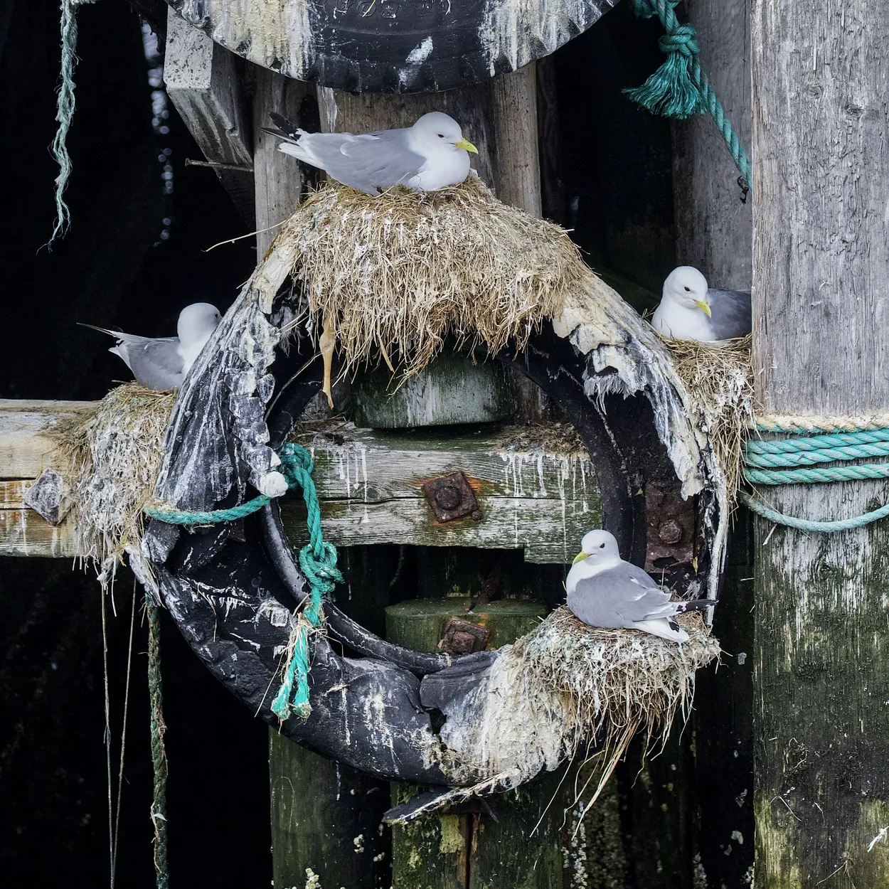 Entry 20721860