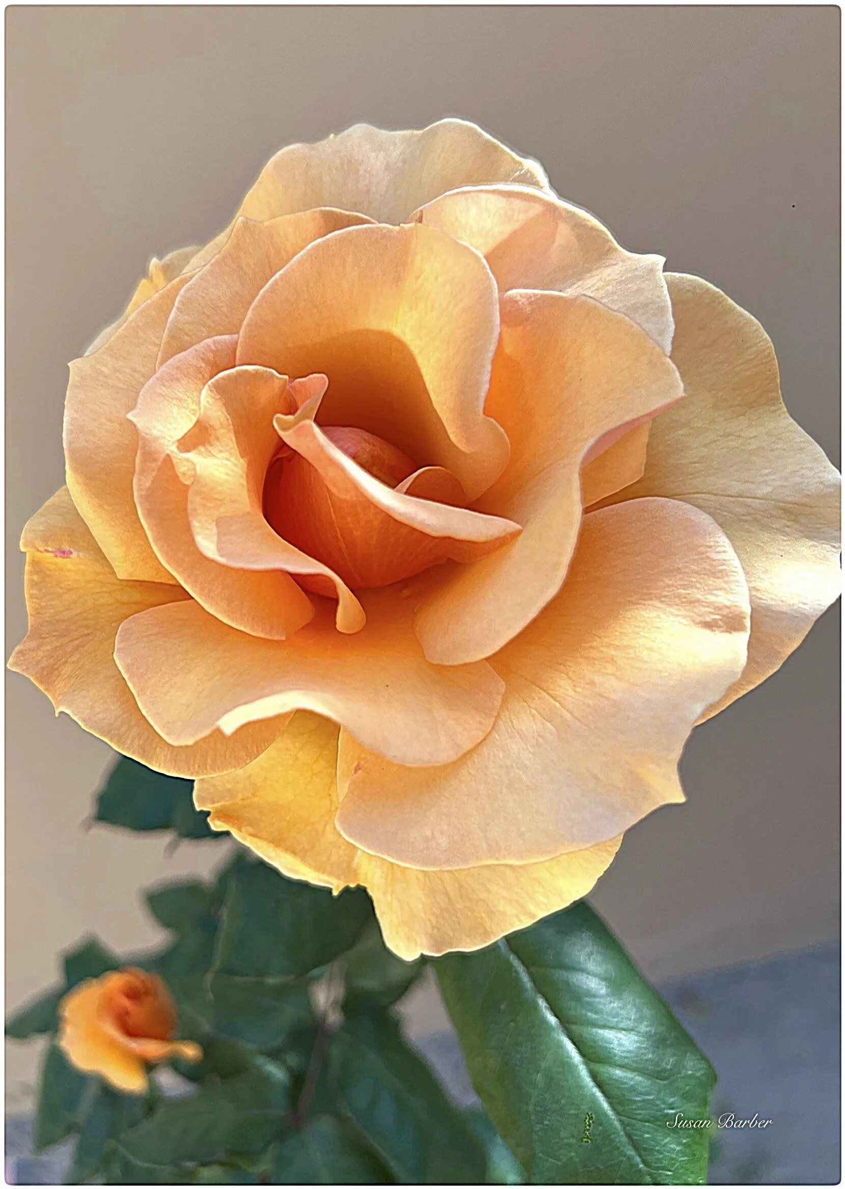 Rancho Mirage Rose