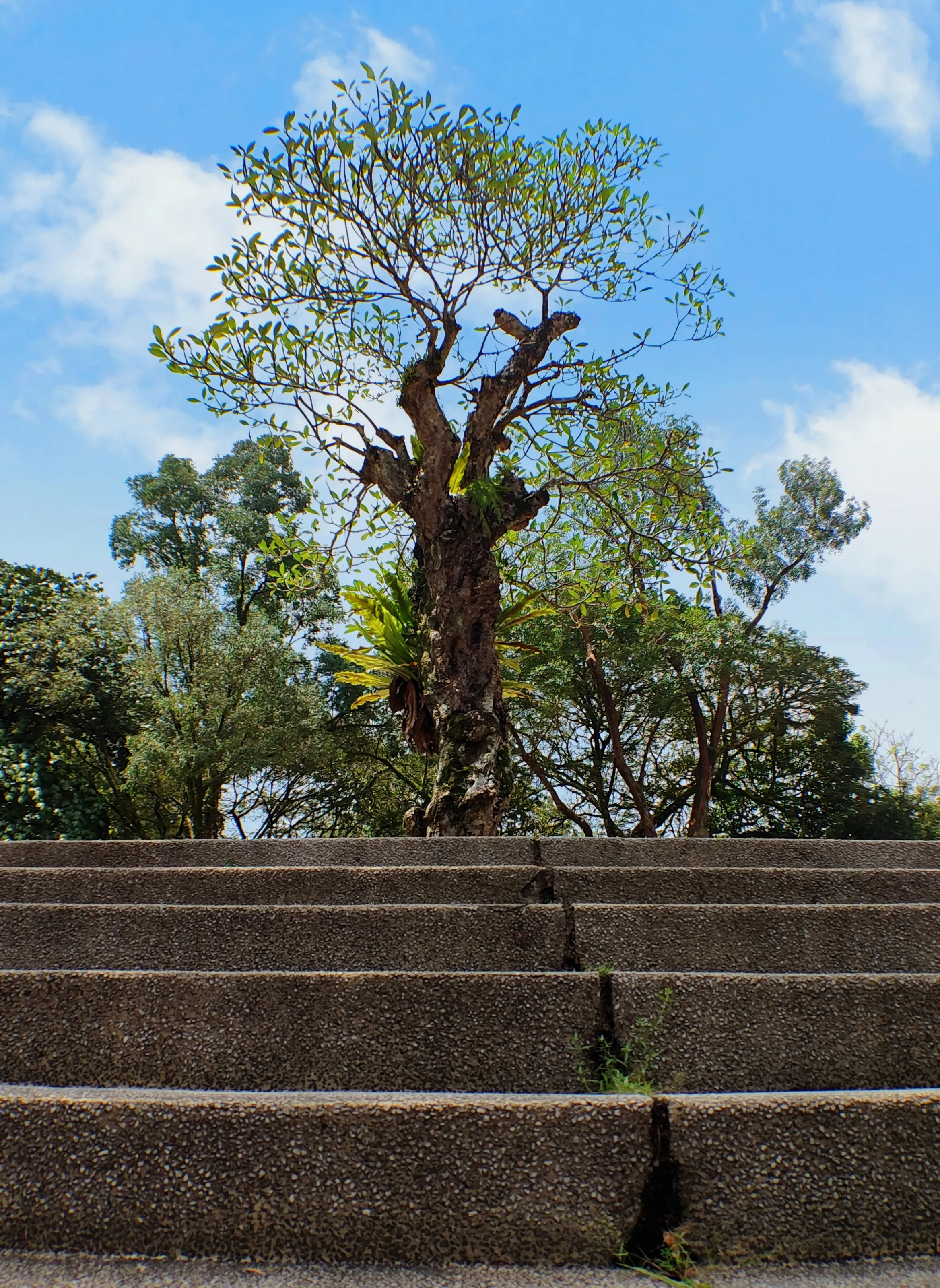 Tree of Life