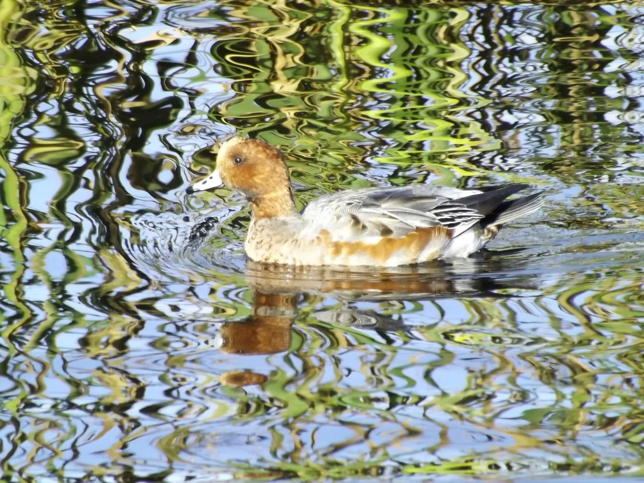 Duck reflection