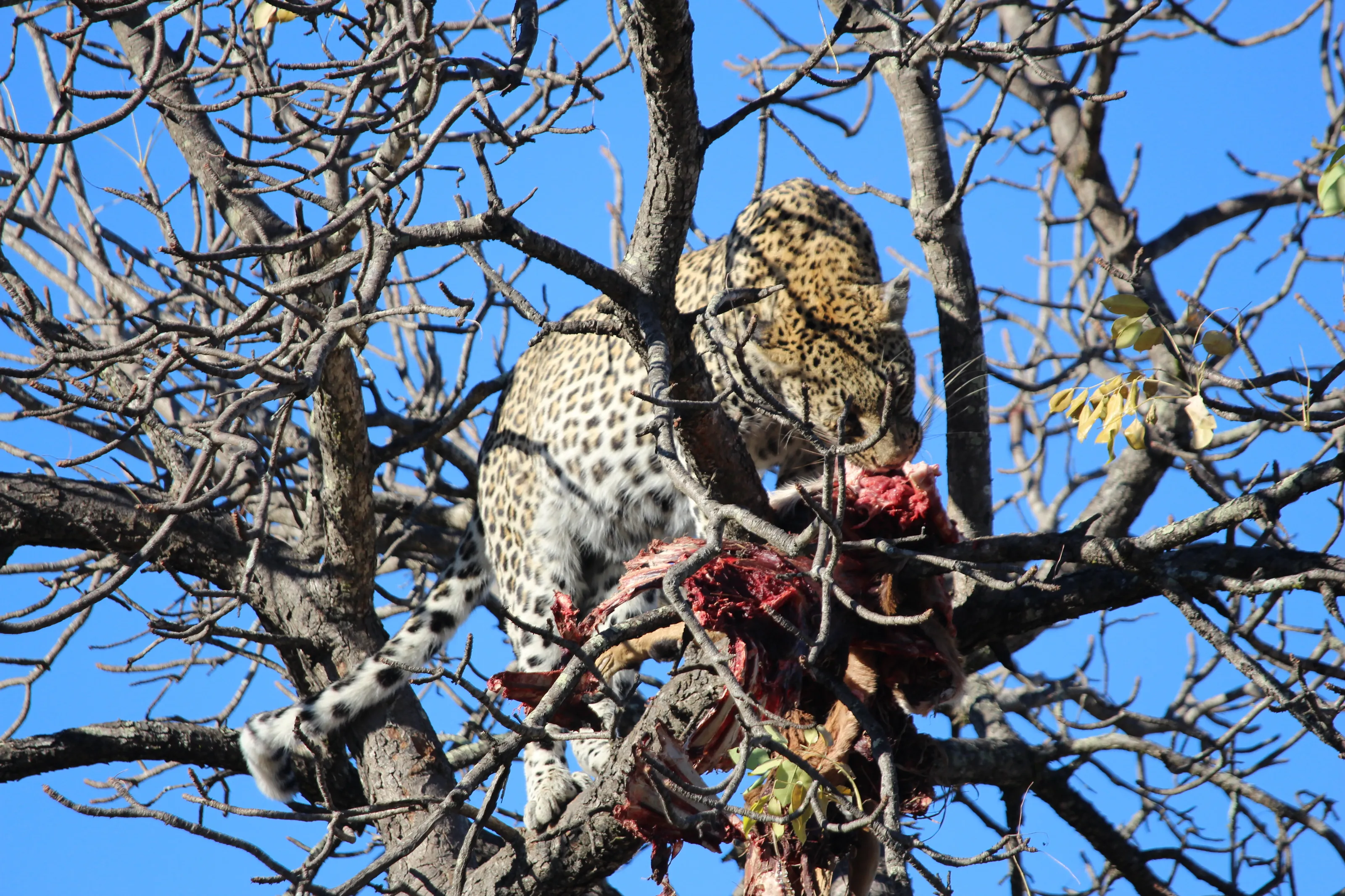 Leopard and impala
