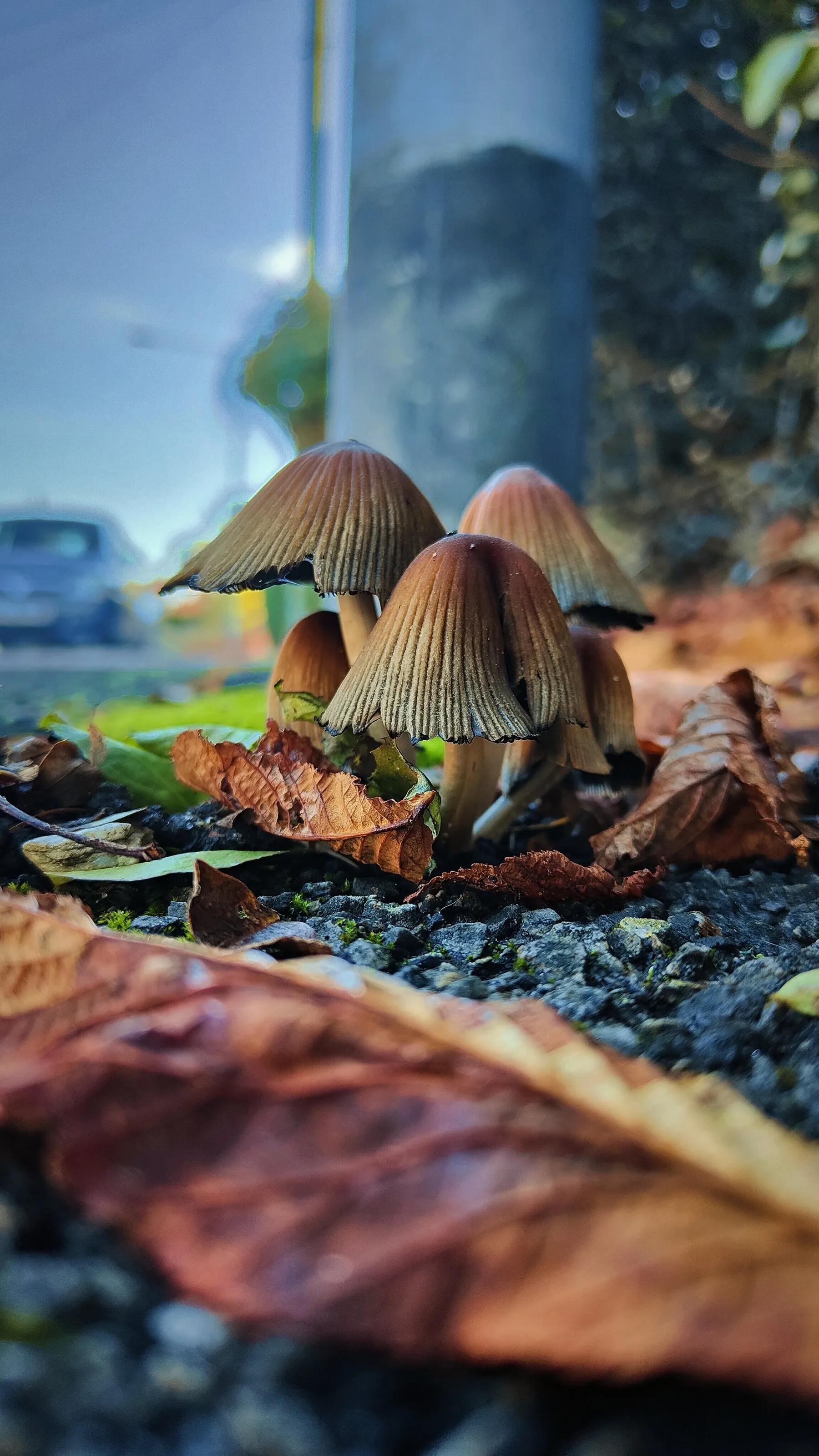Street mushroom