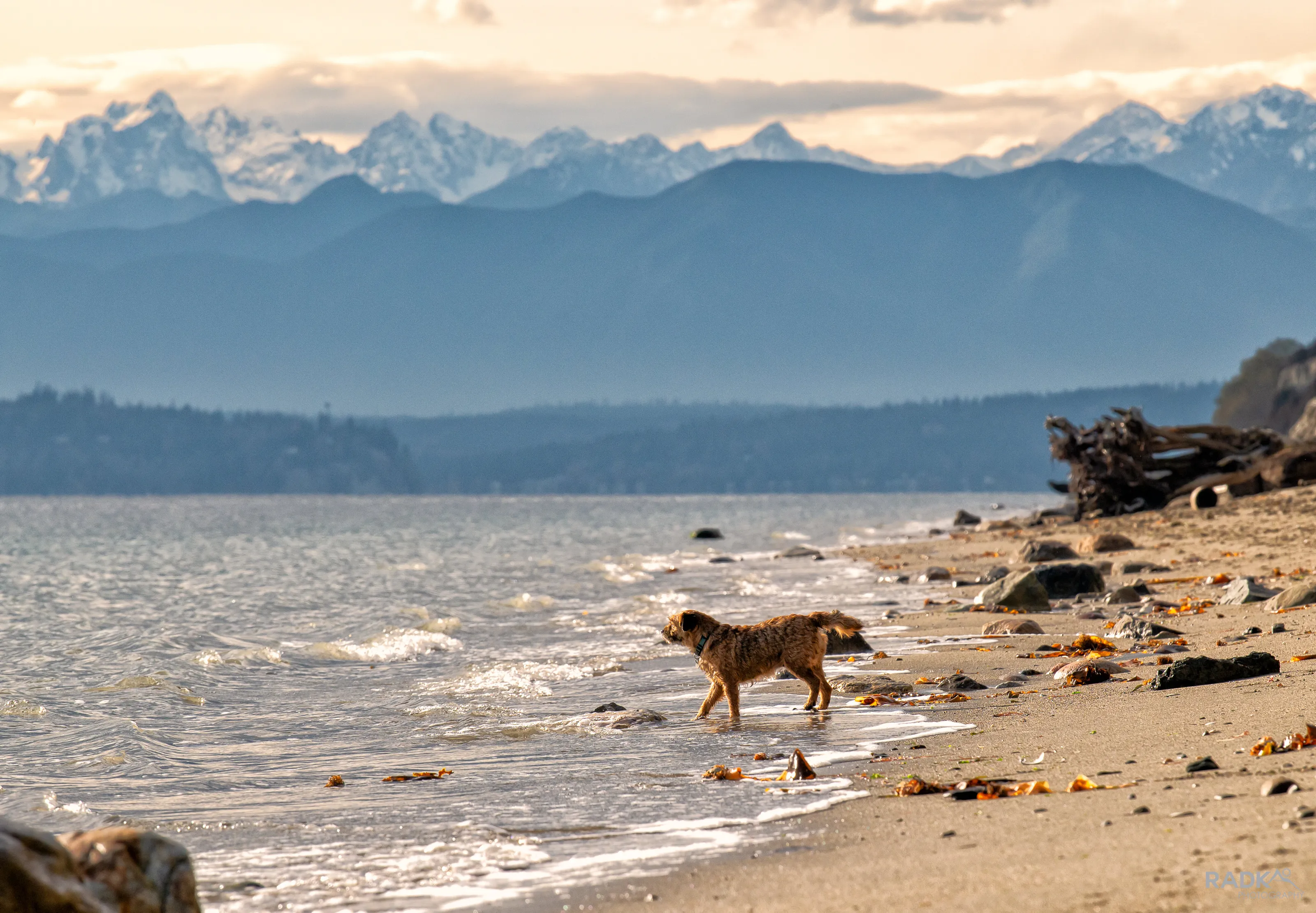 Border Terrier on the beach