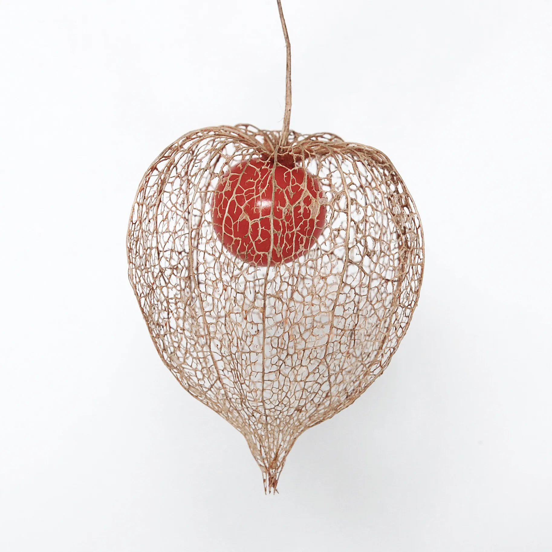Chinese lantern