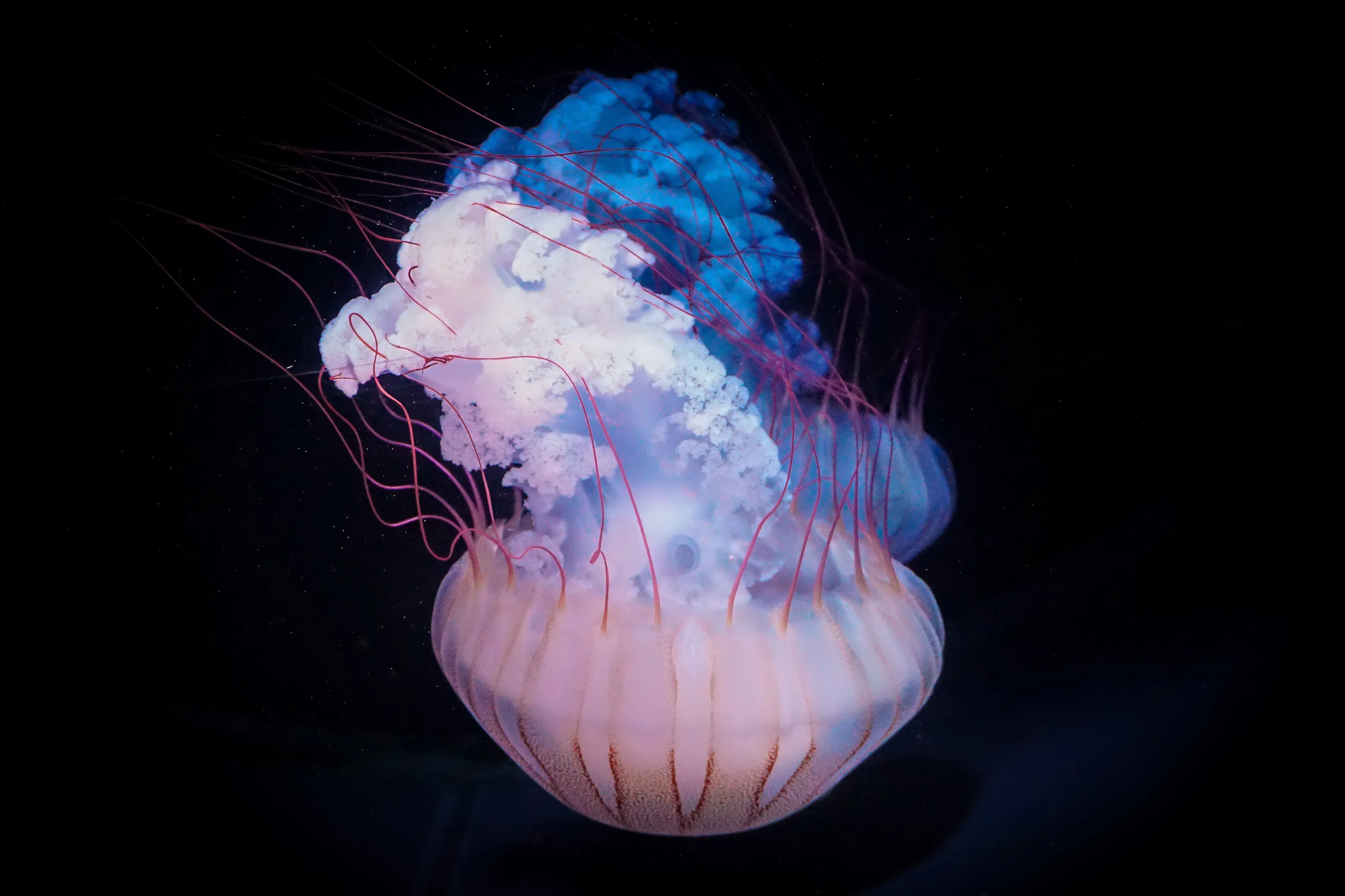 Upside Down Jellyfish with blue and pink colouring