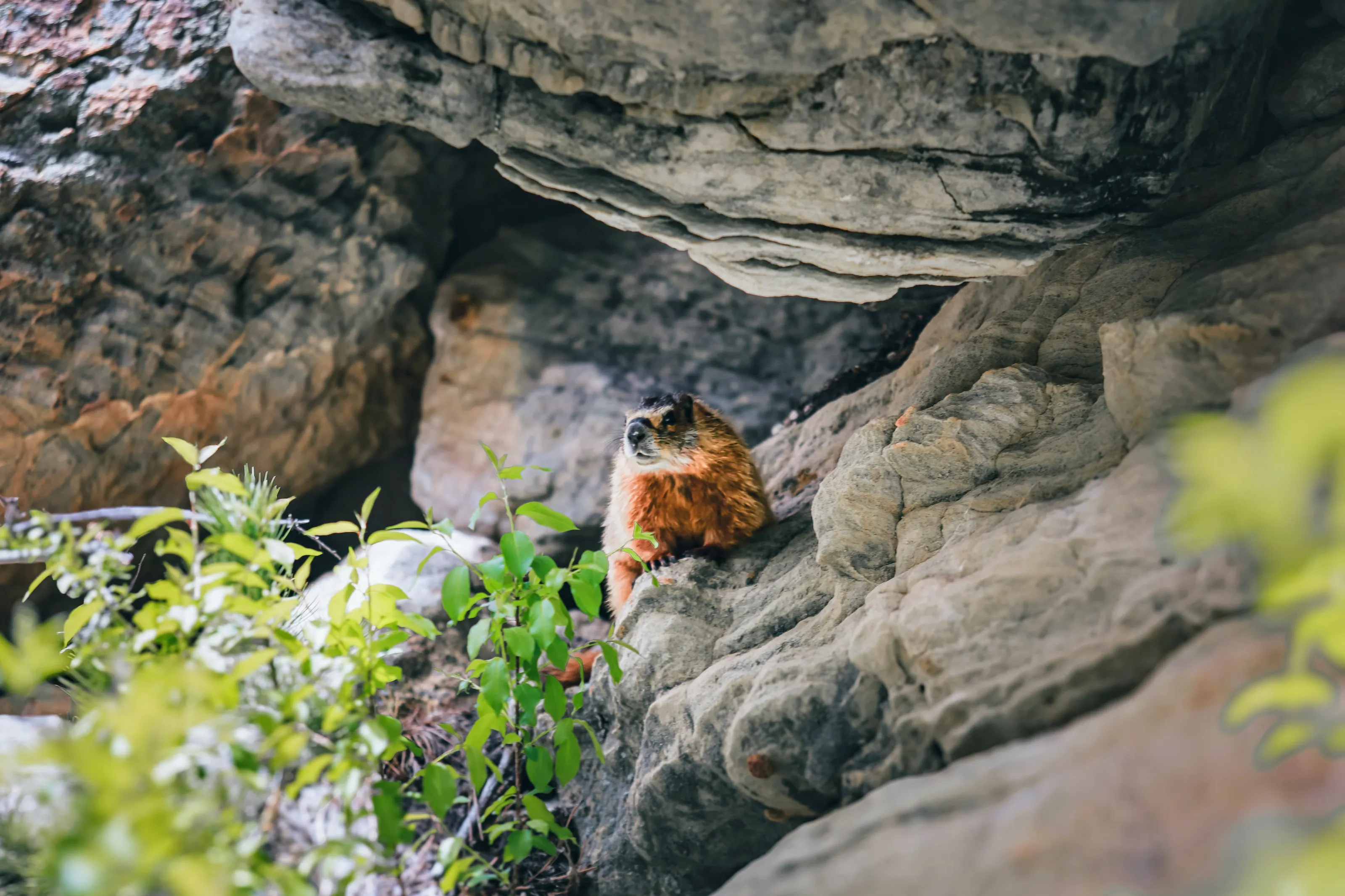 Caved Beaver