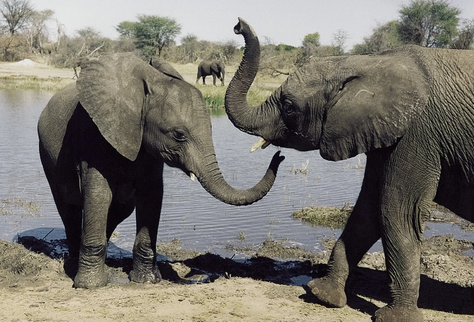 When everything aligns - African elephants