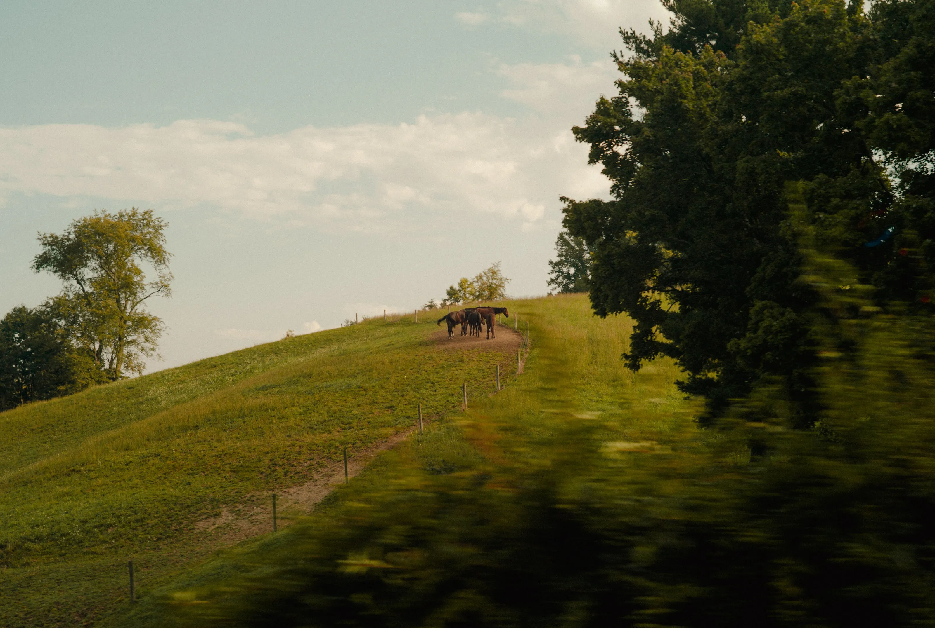 Horses on a Hillside