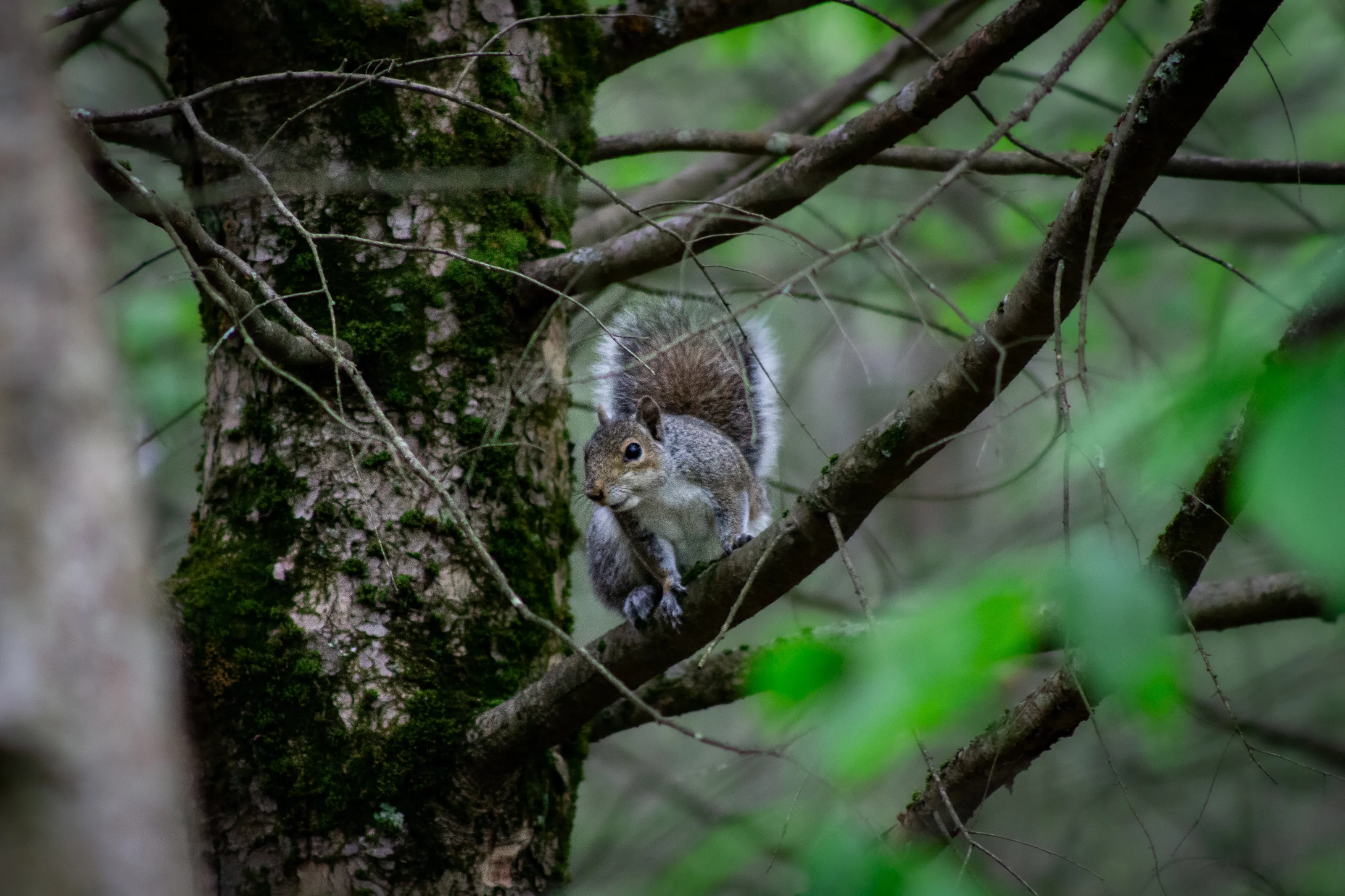 Dad's Squirrel