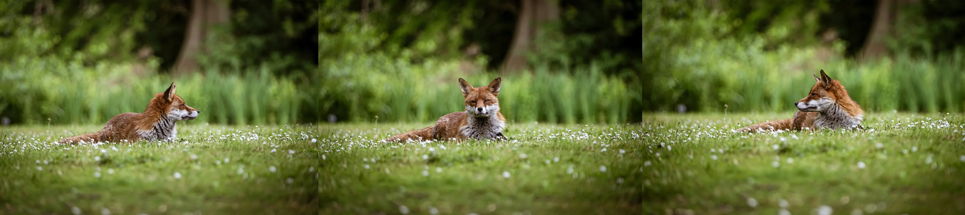 Urban Fox Triptych