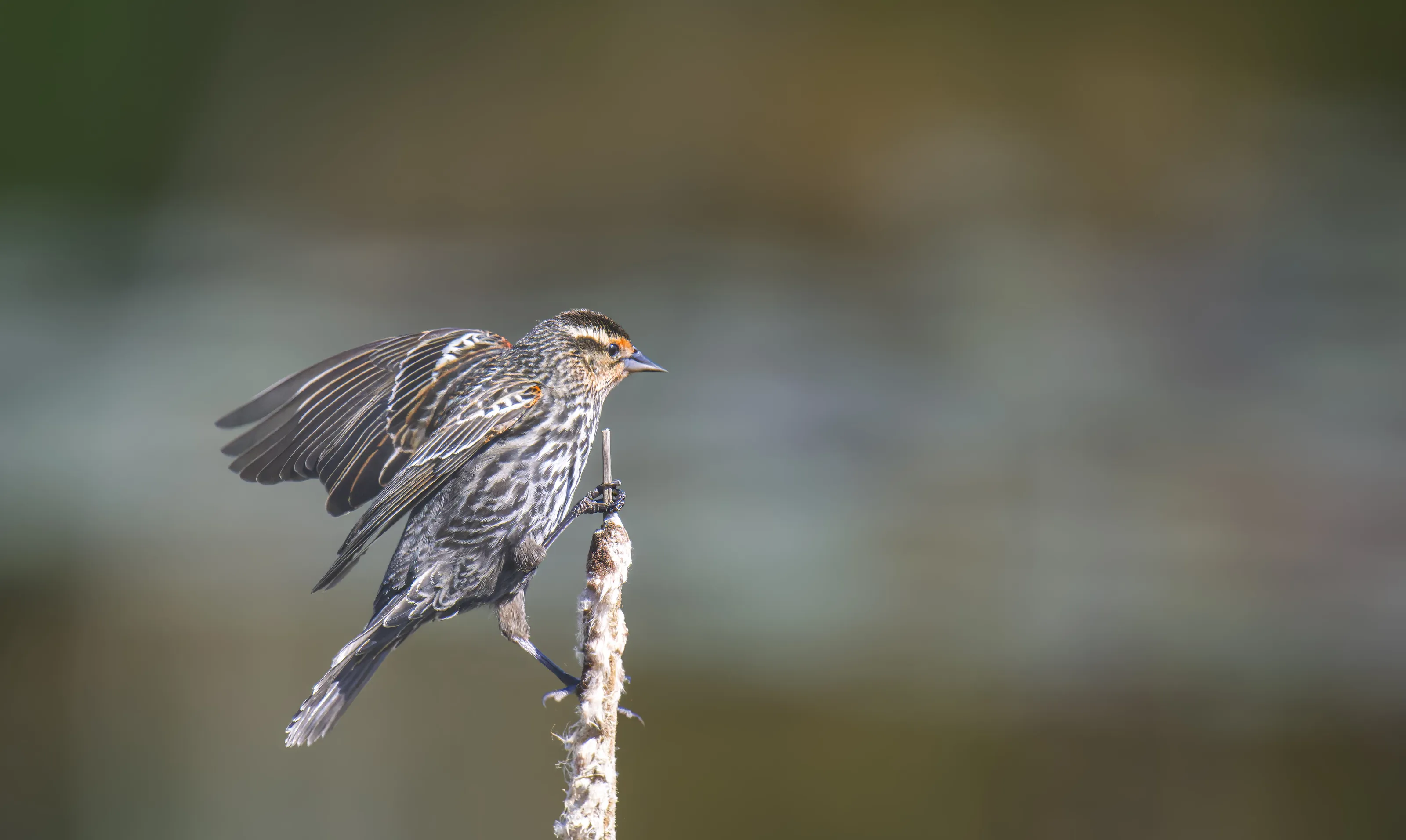 Female red-winged blackbird