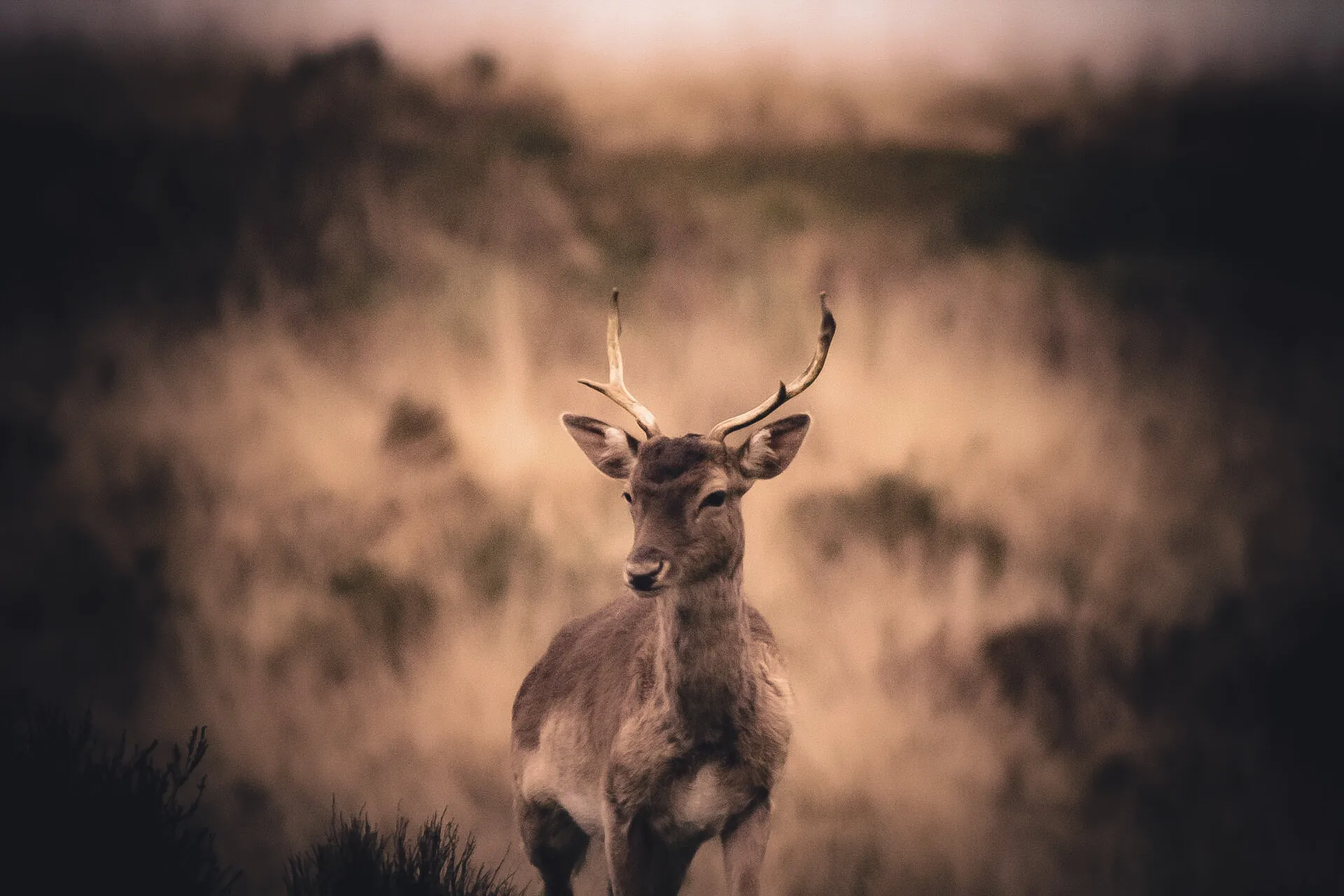 The Chase