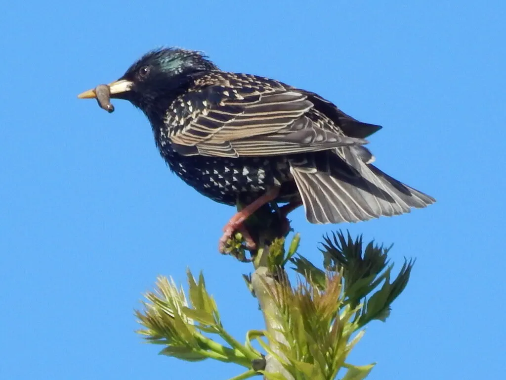 The Starling