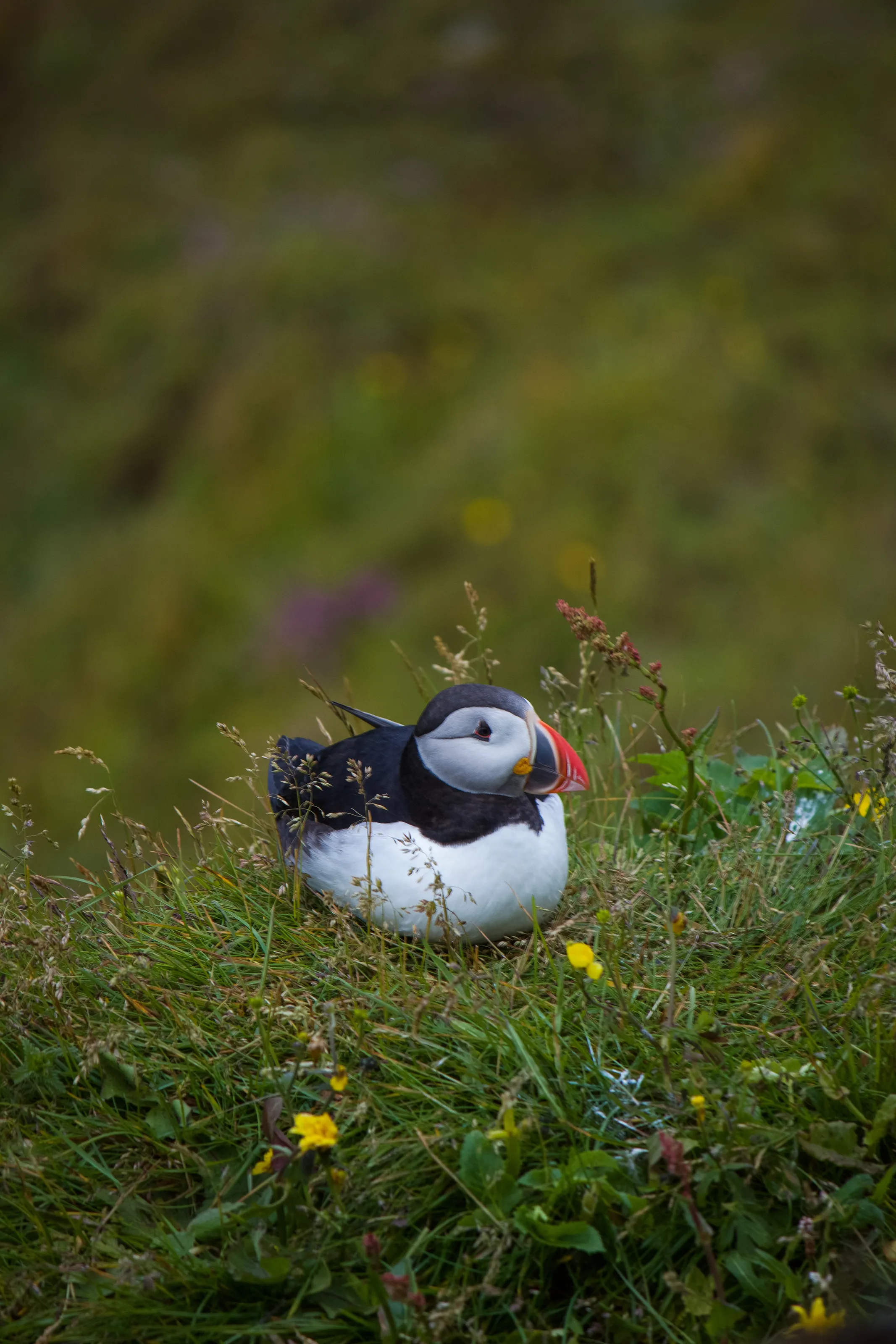 Young Puffin in Iceland's Highcountry
