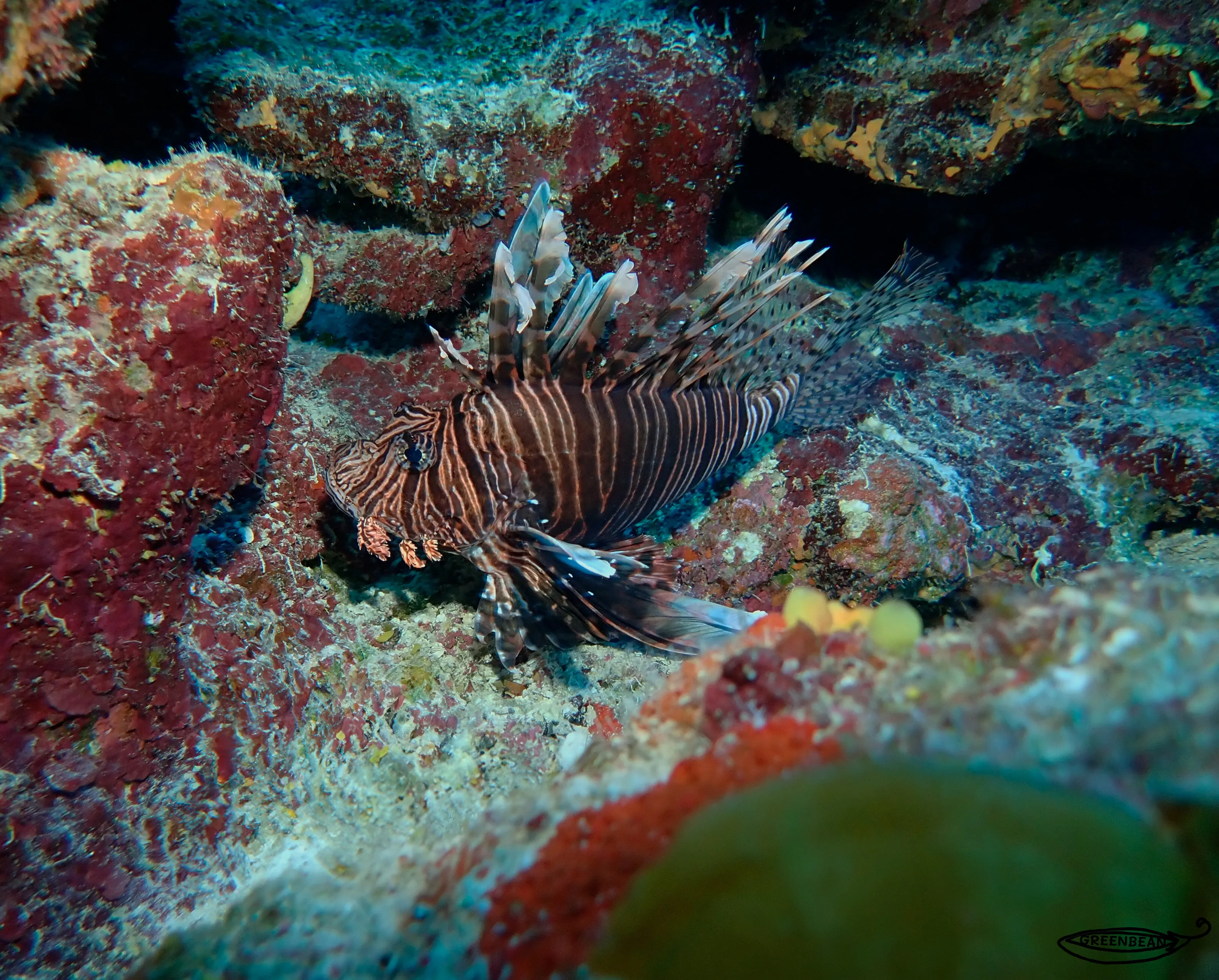 Lionfish