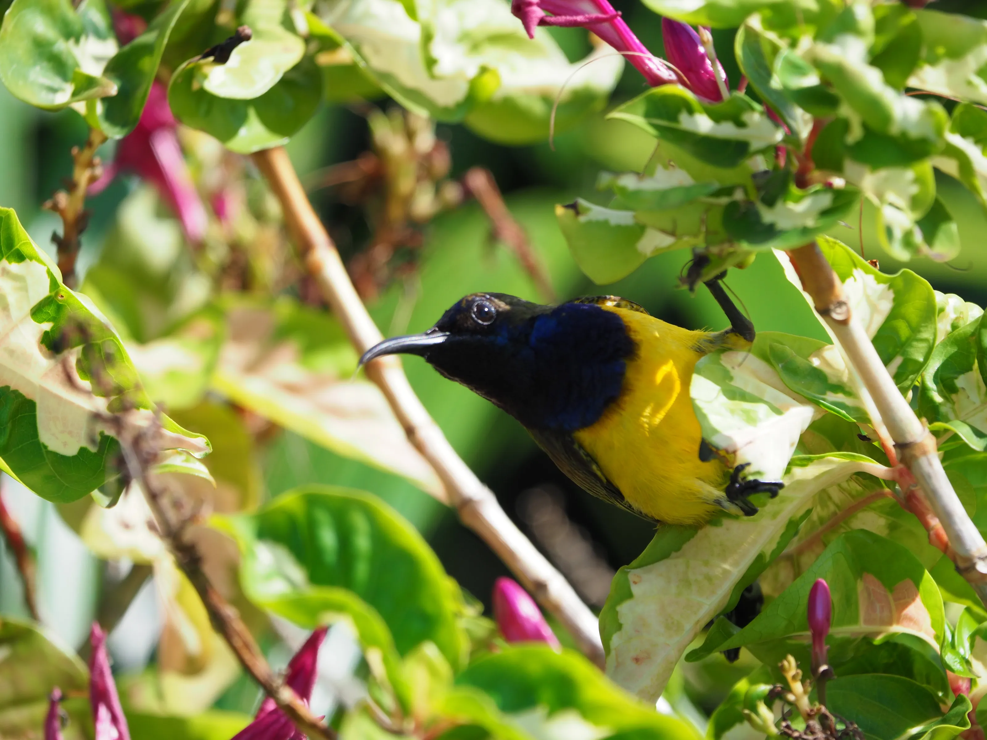 Ornate Sunbird- Cinnyris ornatus