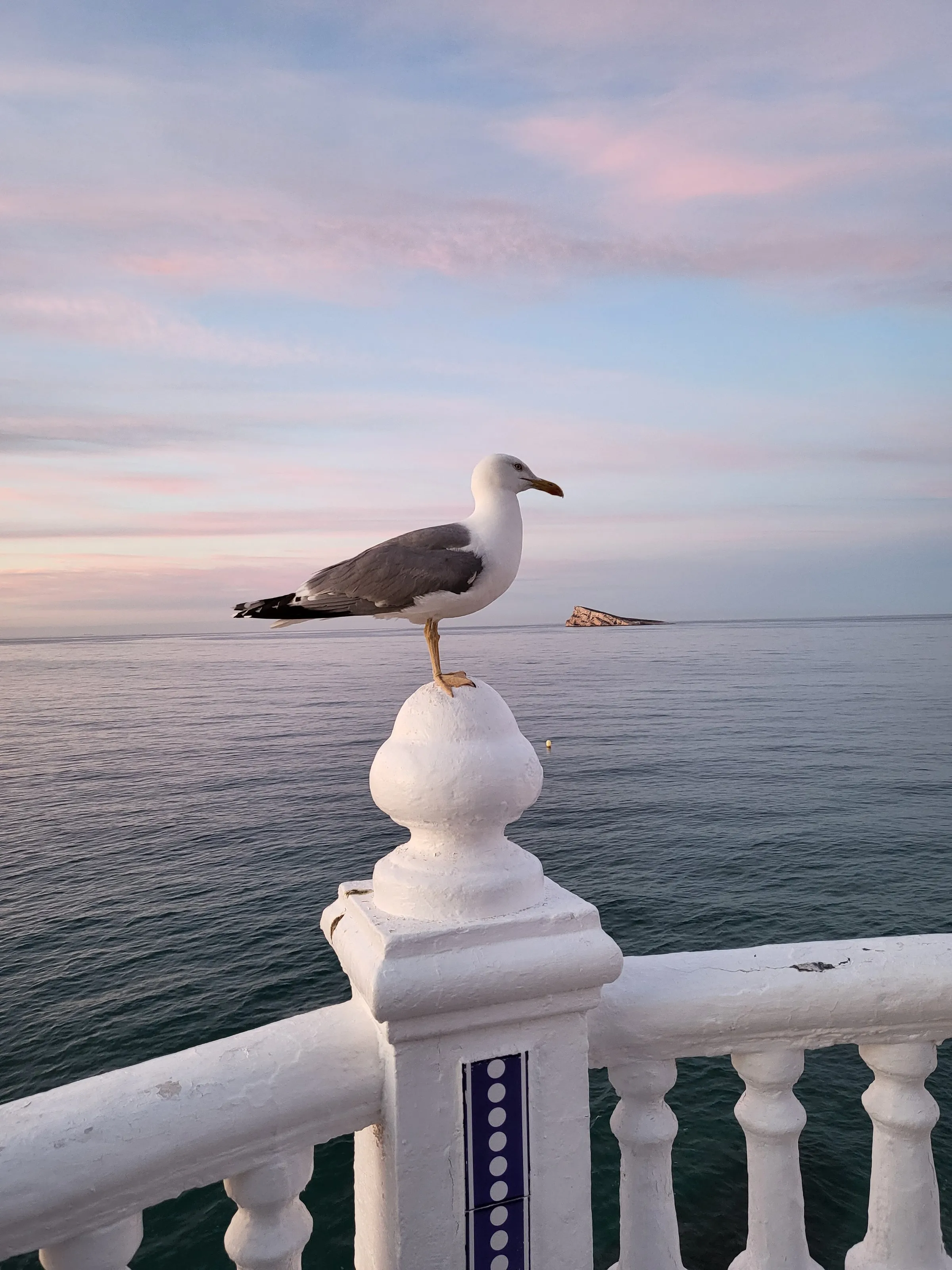 Seagull and Benidorm Island