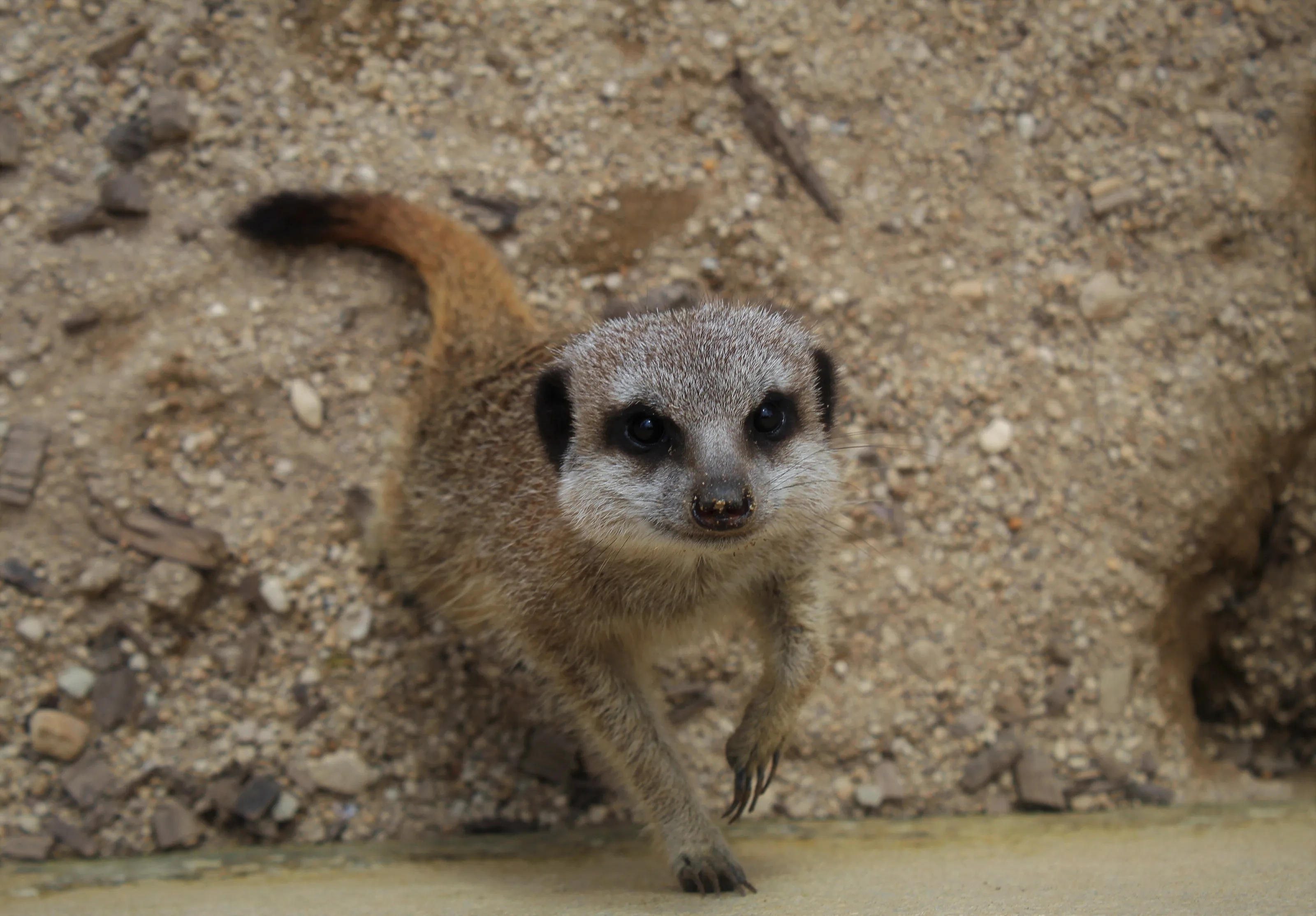Curious Meerkat