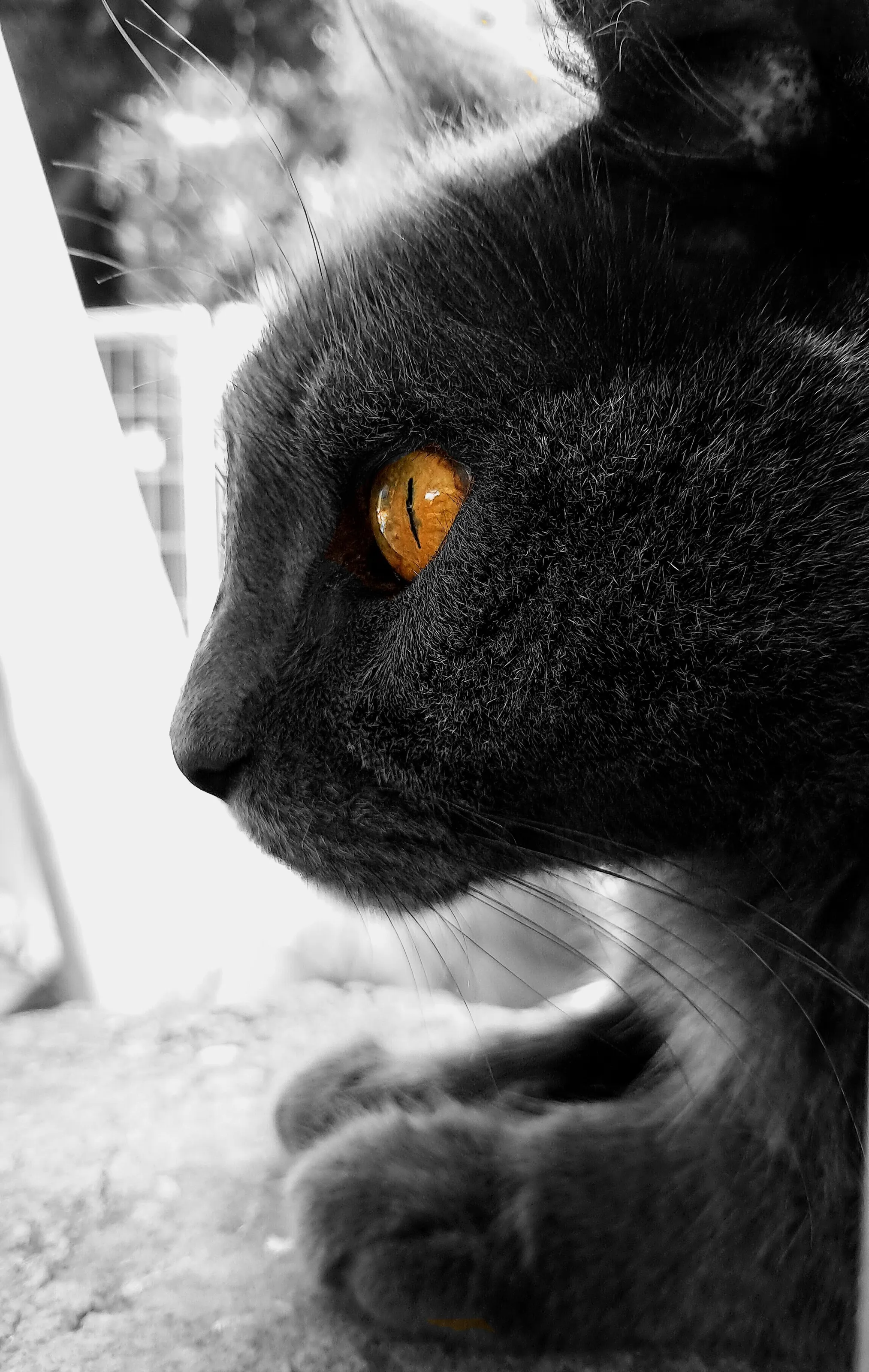 I'm fire... The cat with fire in her eyes.