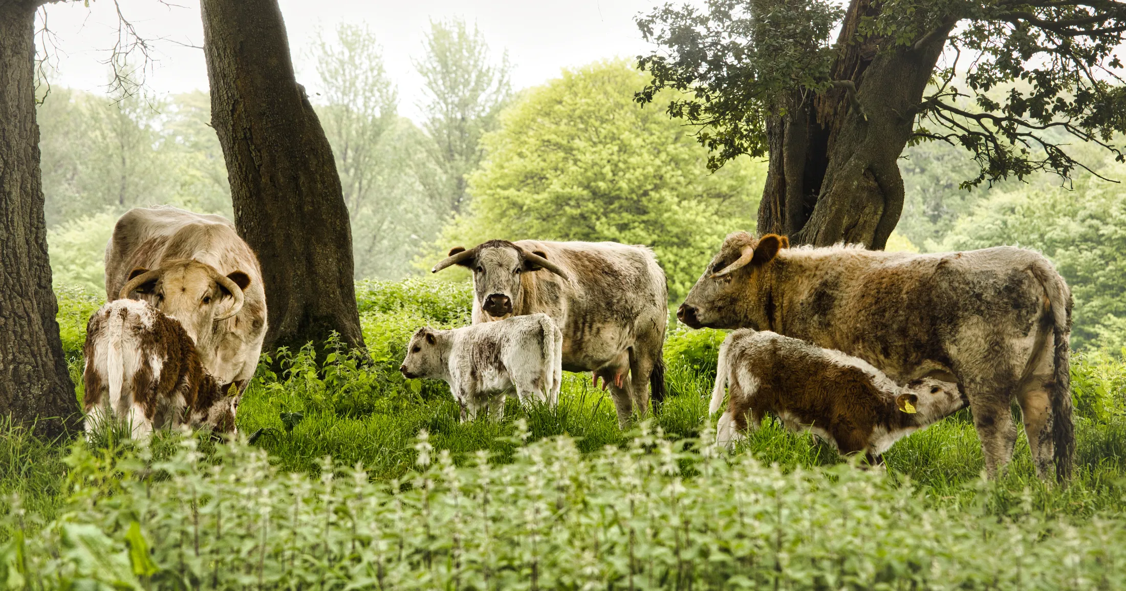 Dawn in the meadow