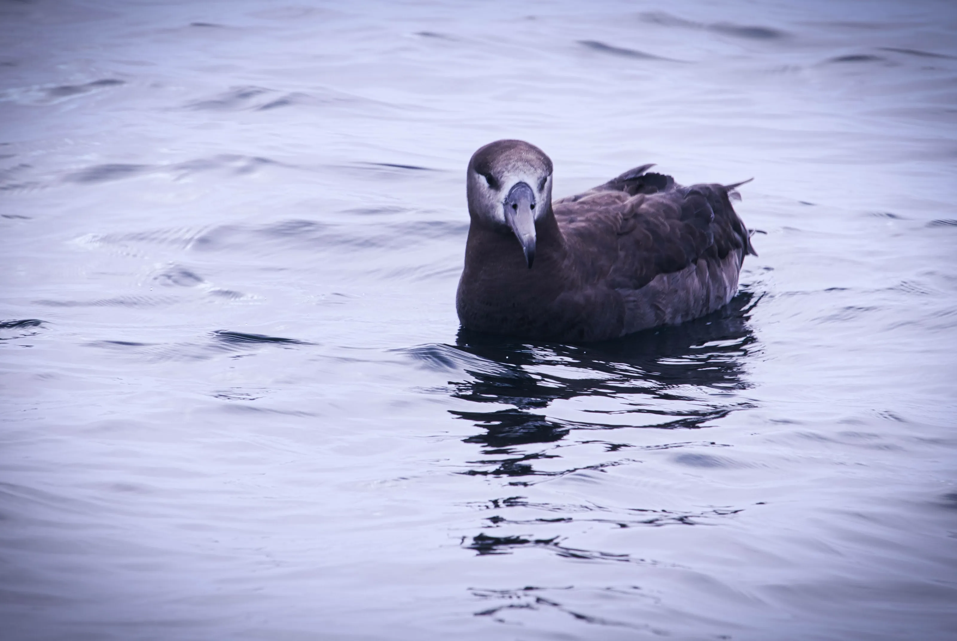 Black-footed Albatross