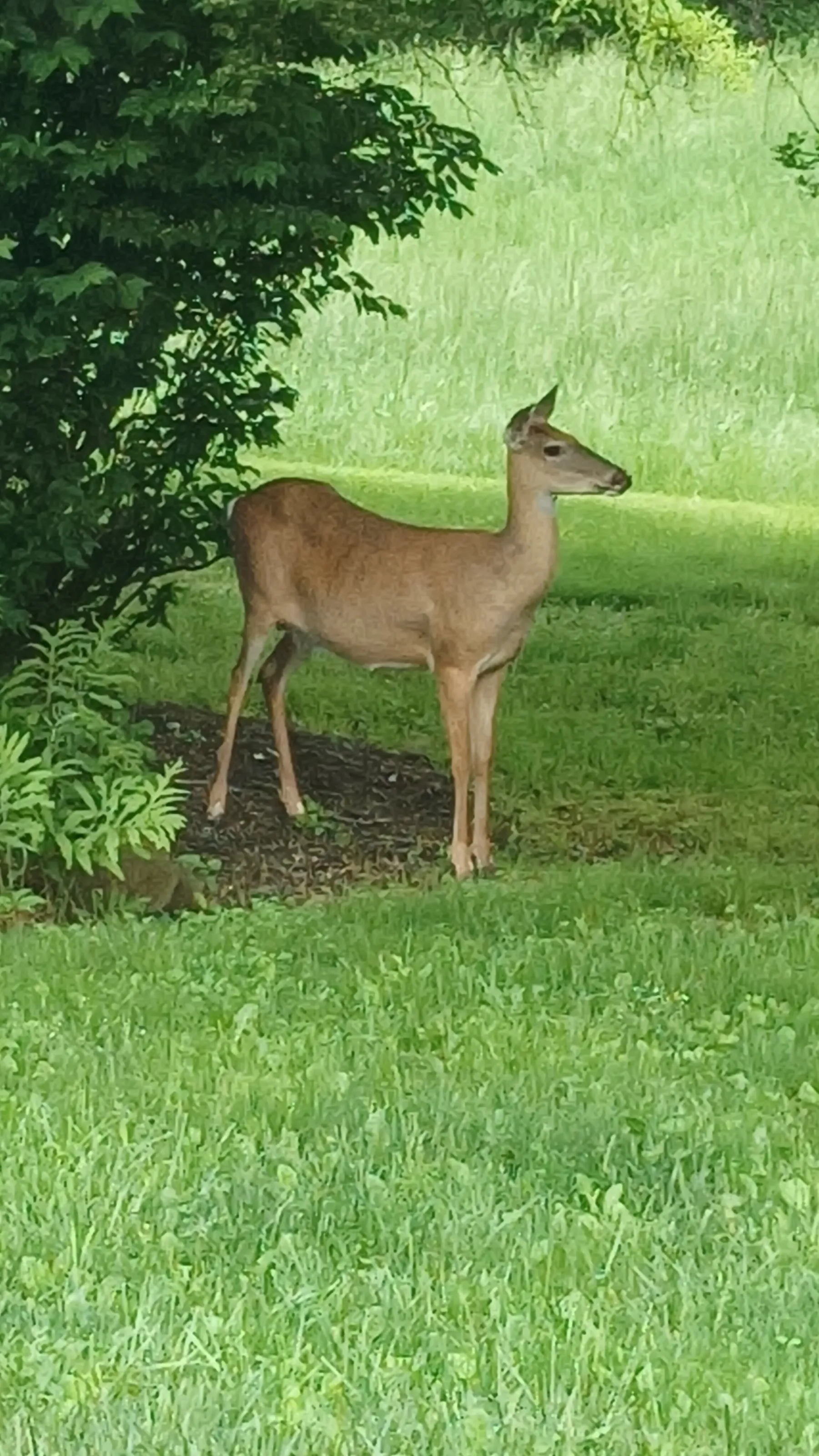 Backyard Deer