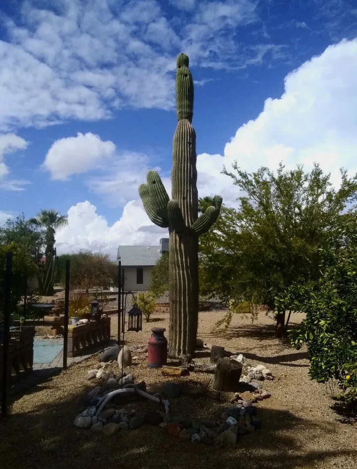 Desert Legacy
