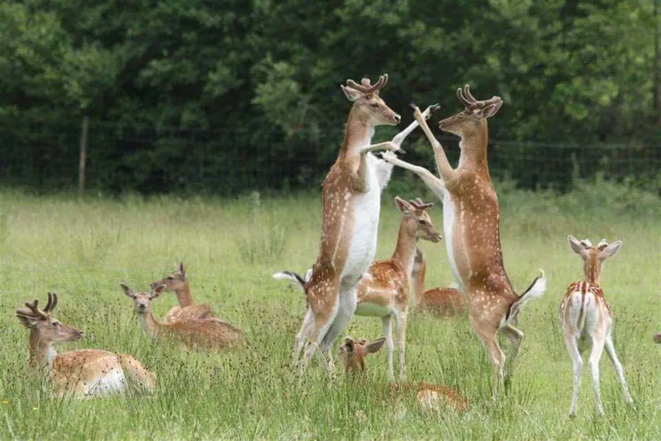 Fallow Deer Fighting In The New Forest