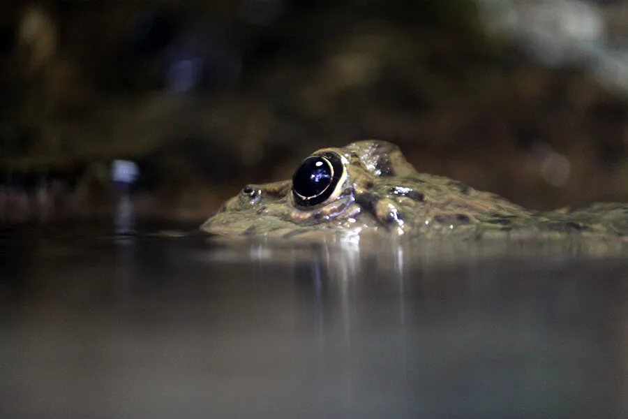 Frog