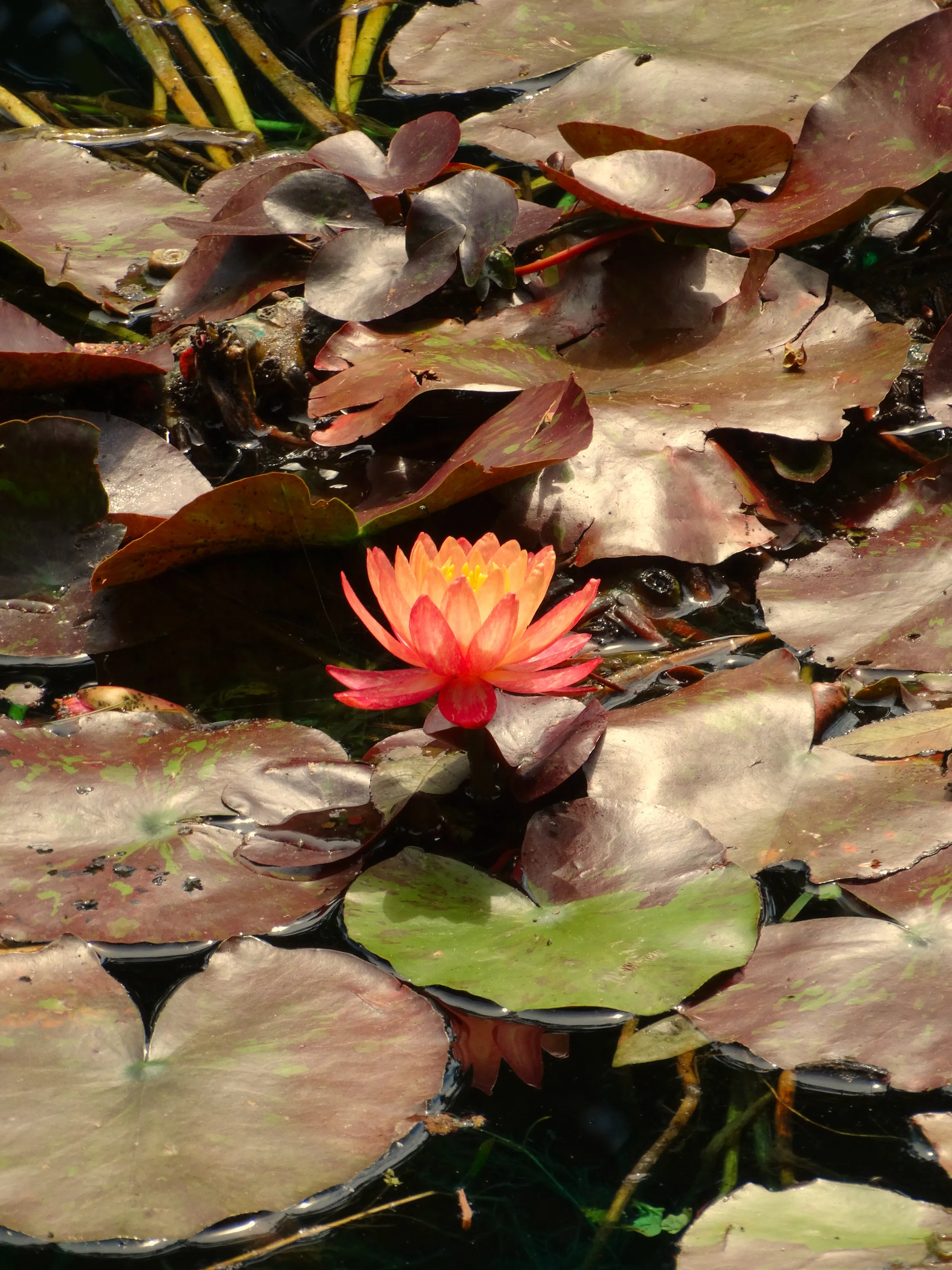 Lone Flower