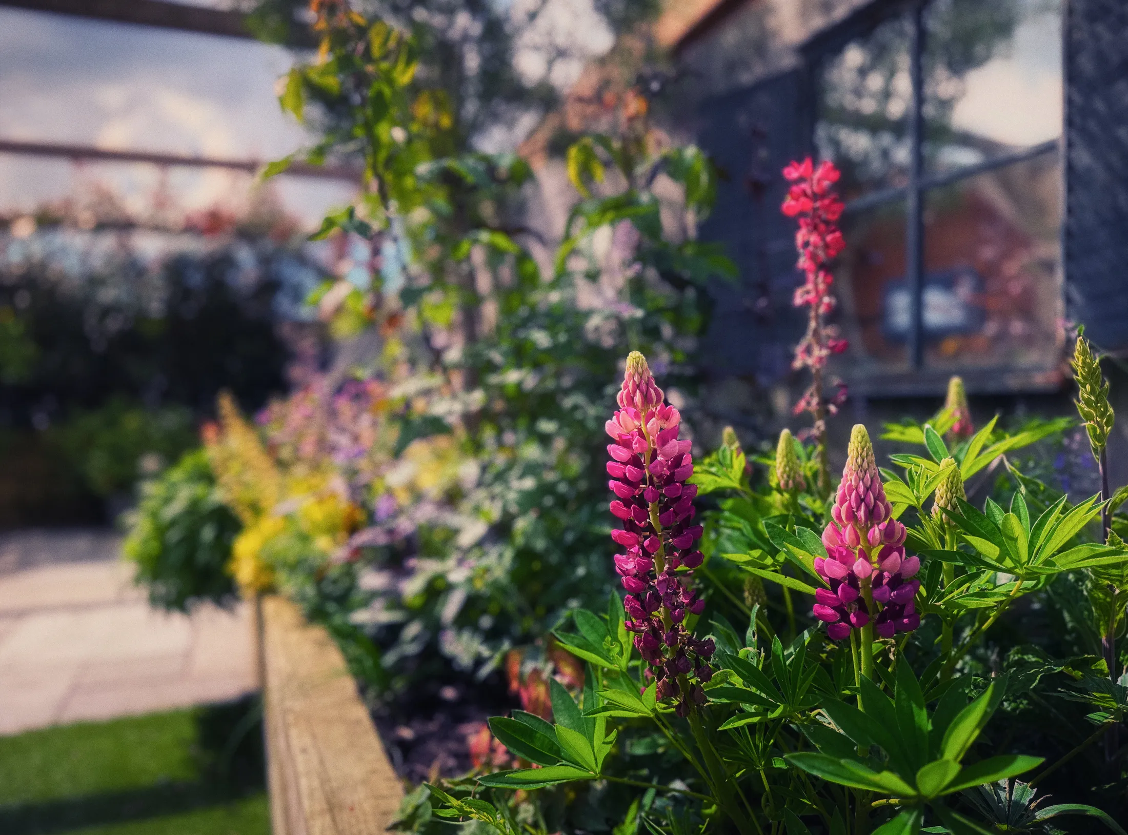 Summer Lupins
