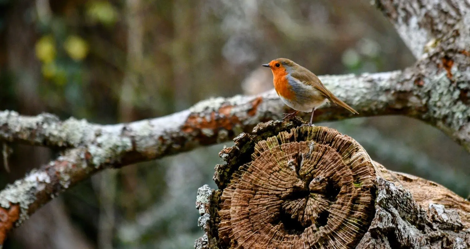 Robin
