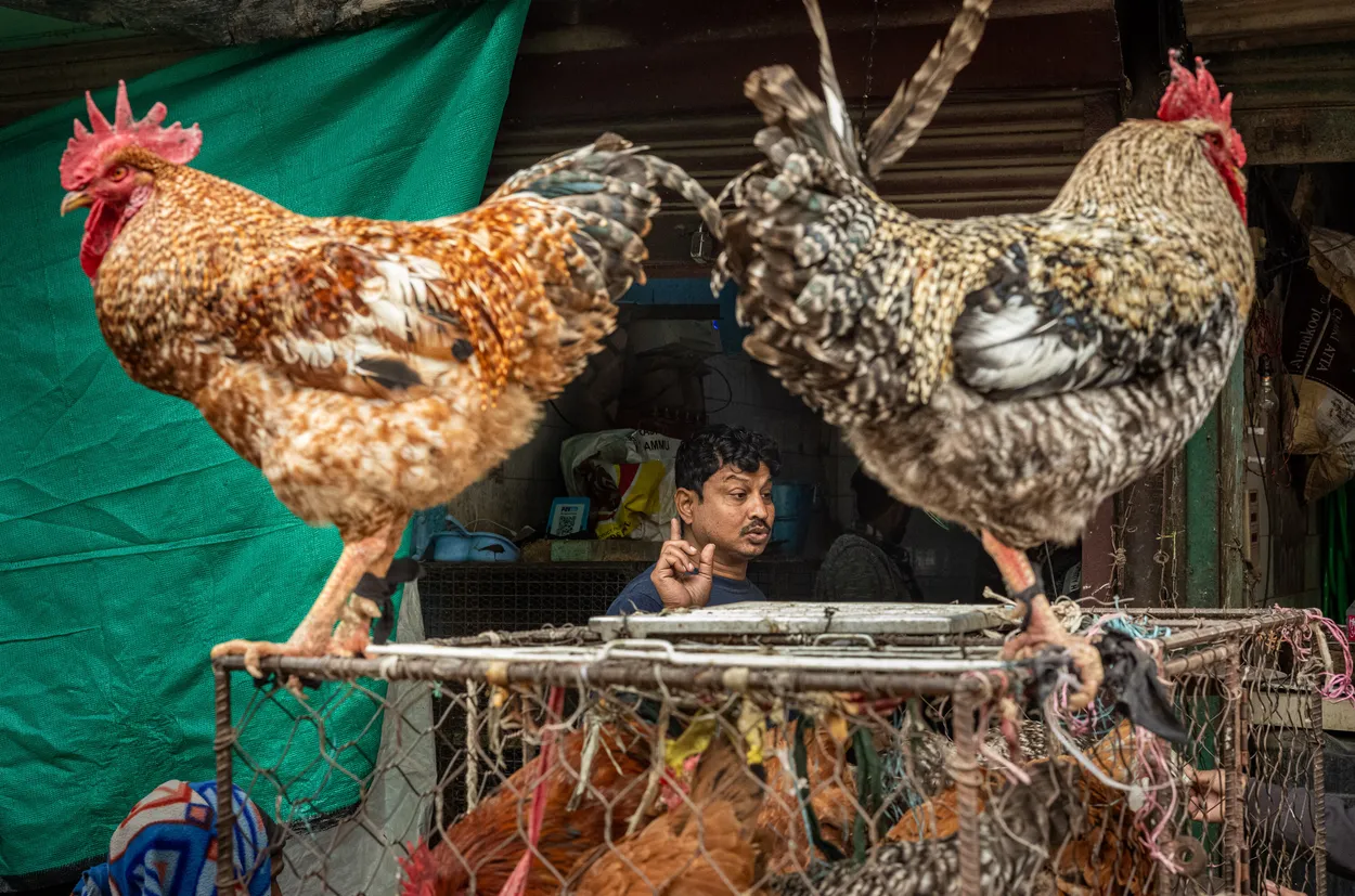 Entry 20784635