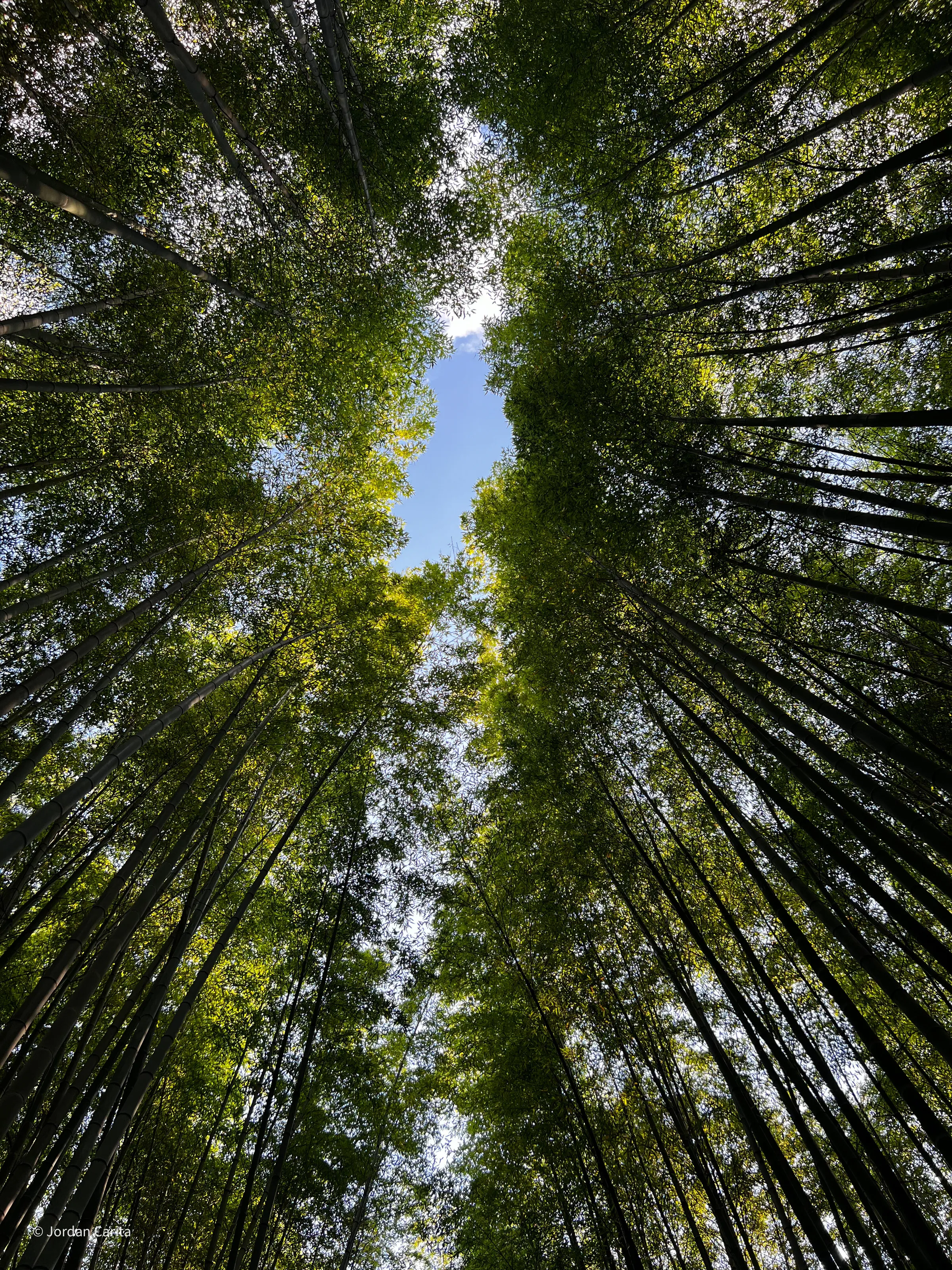 Forêt bambou