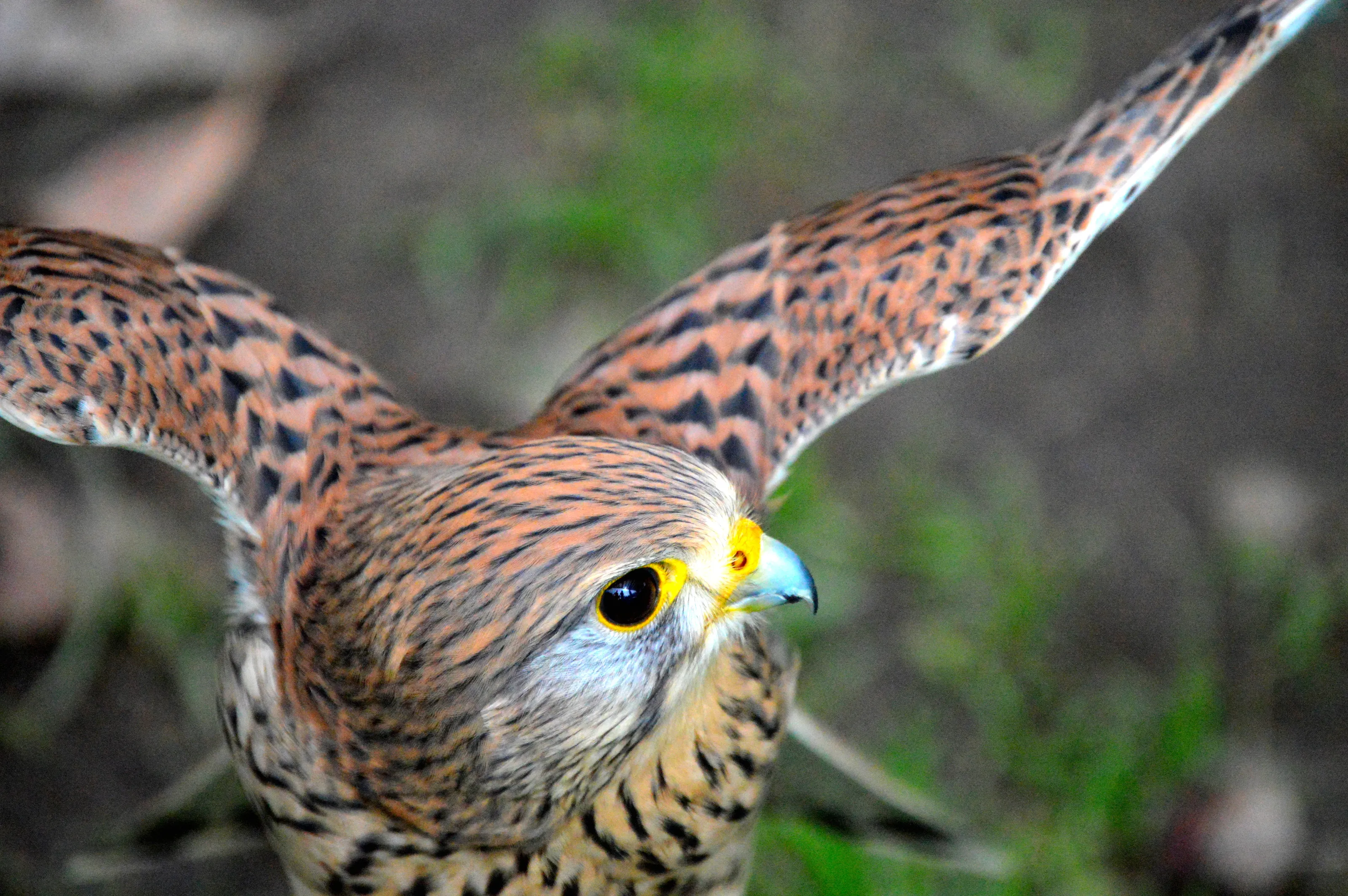 Kestrel