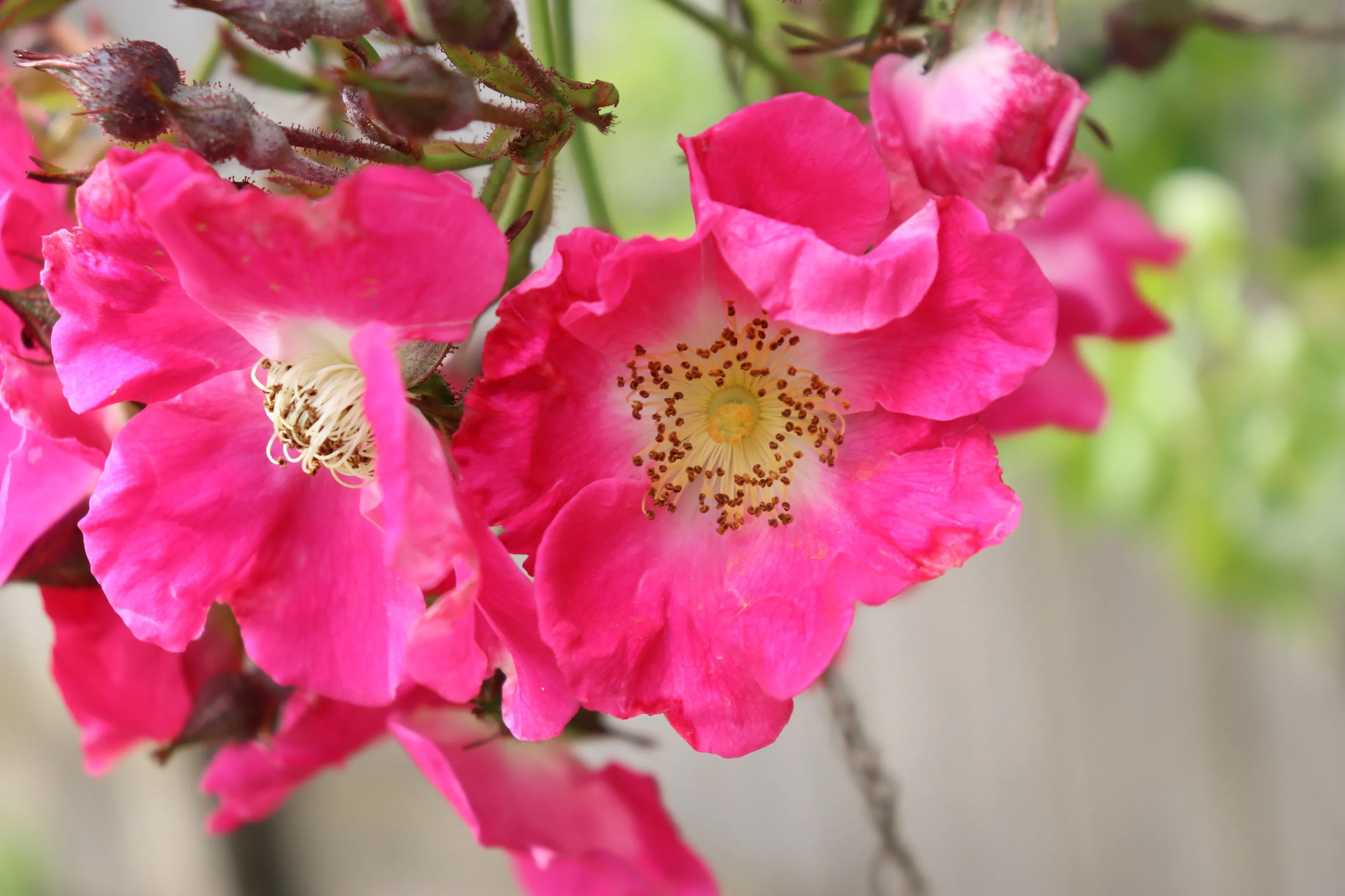 Roses