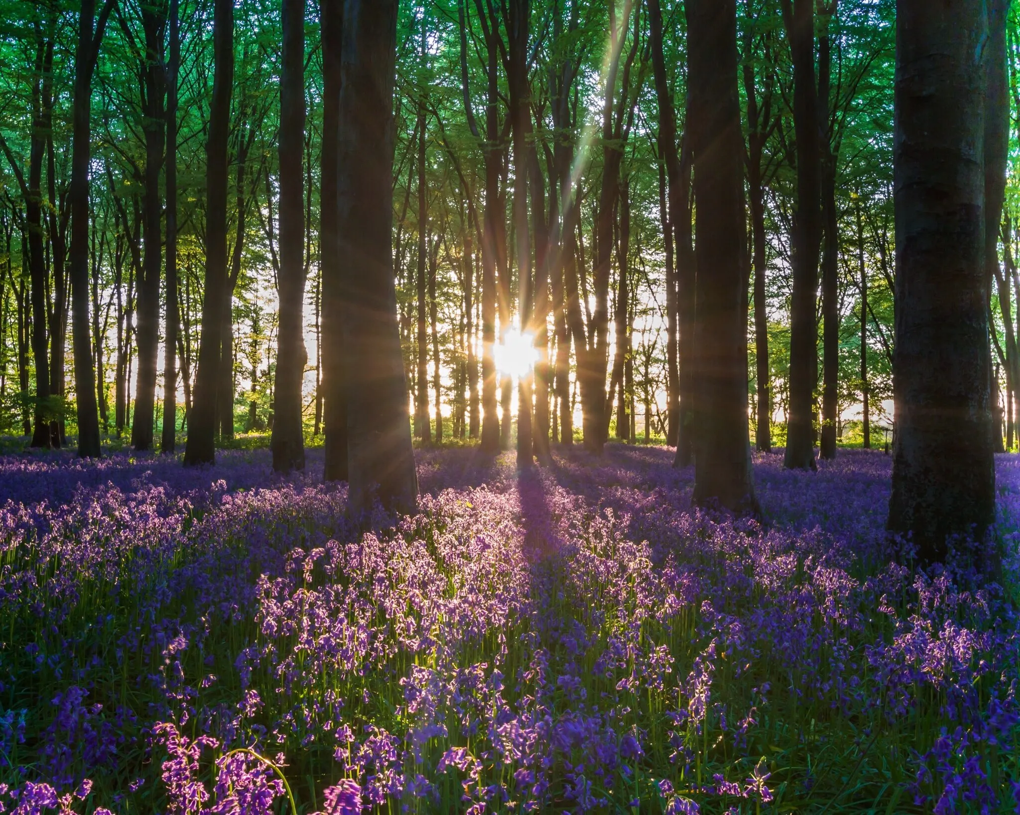 Bluebells at sunset