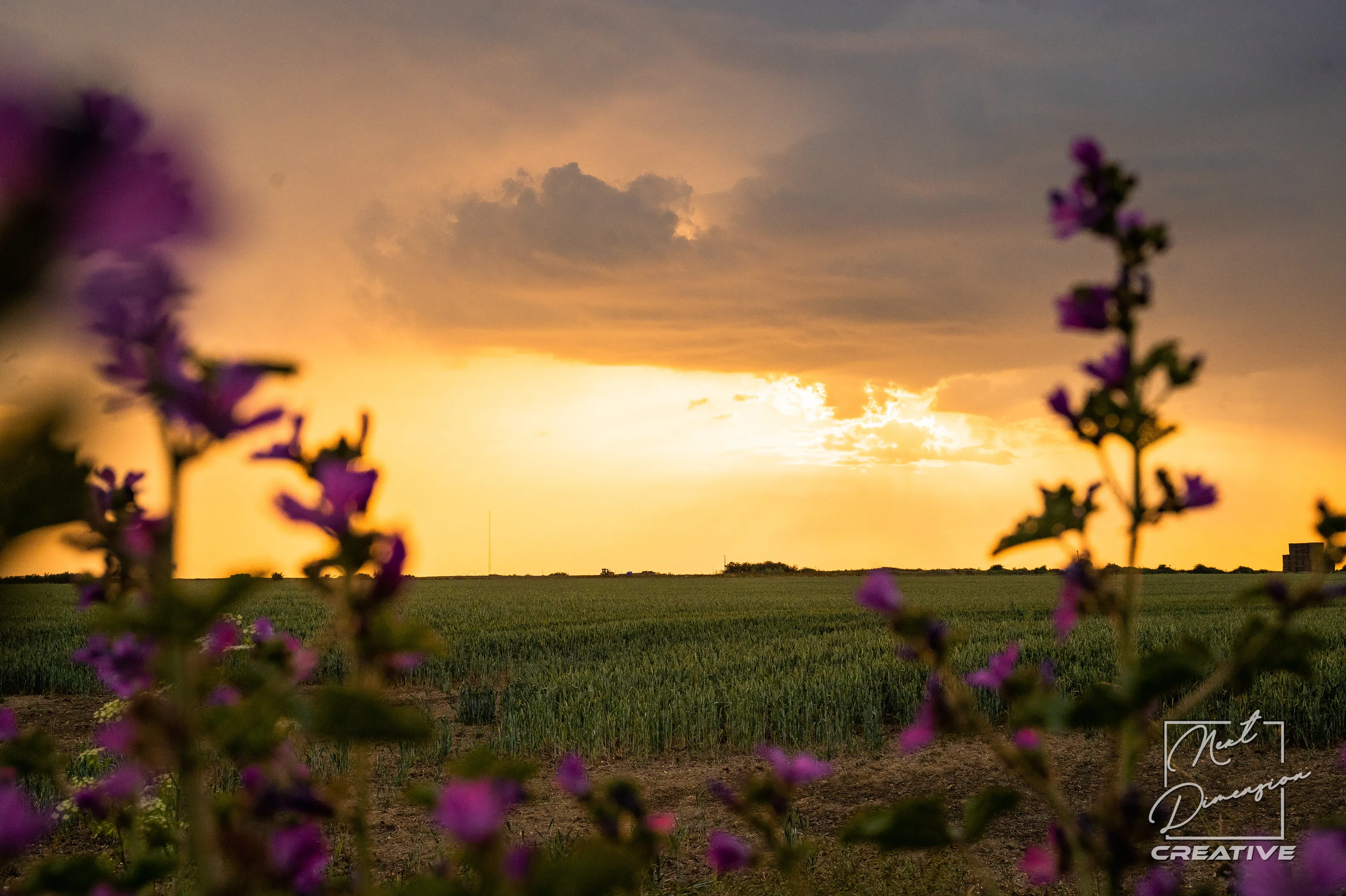 Sunset over the fields
