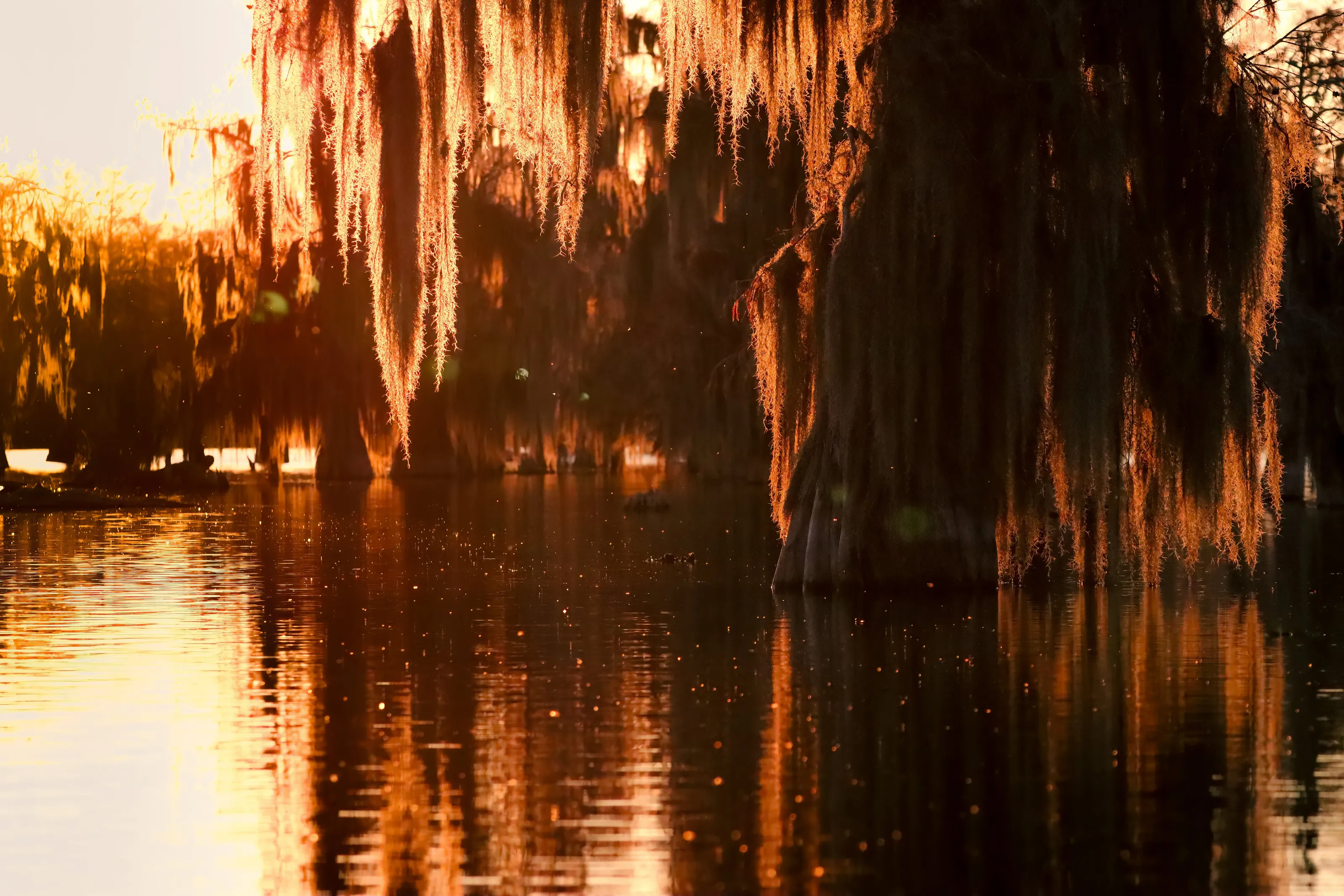 Swamp Sunset
