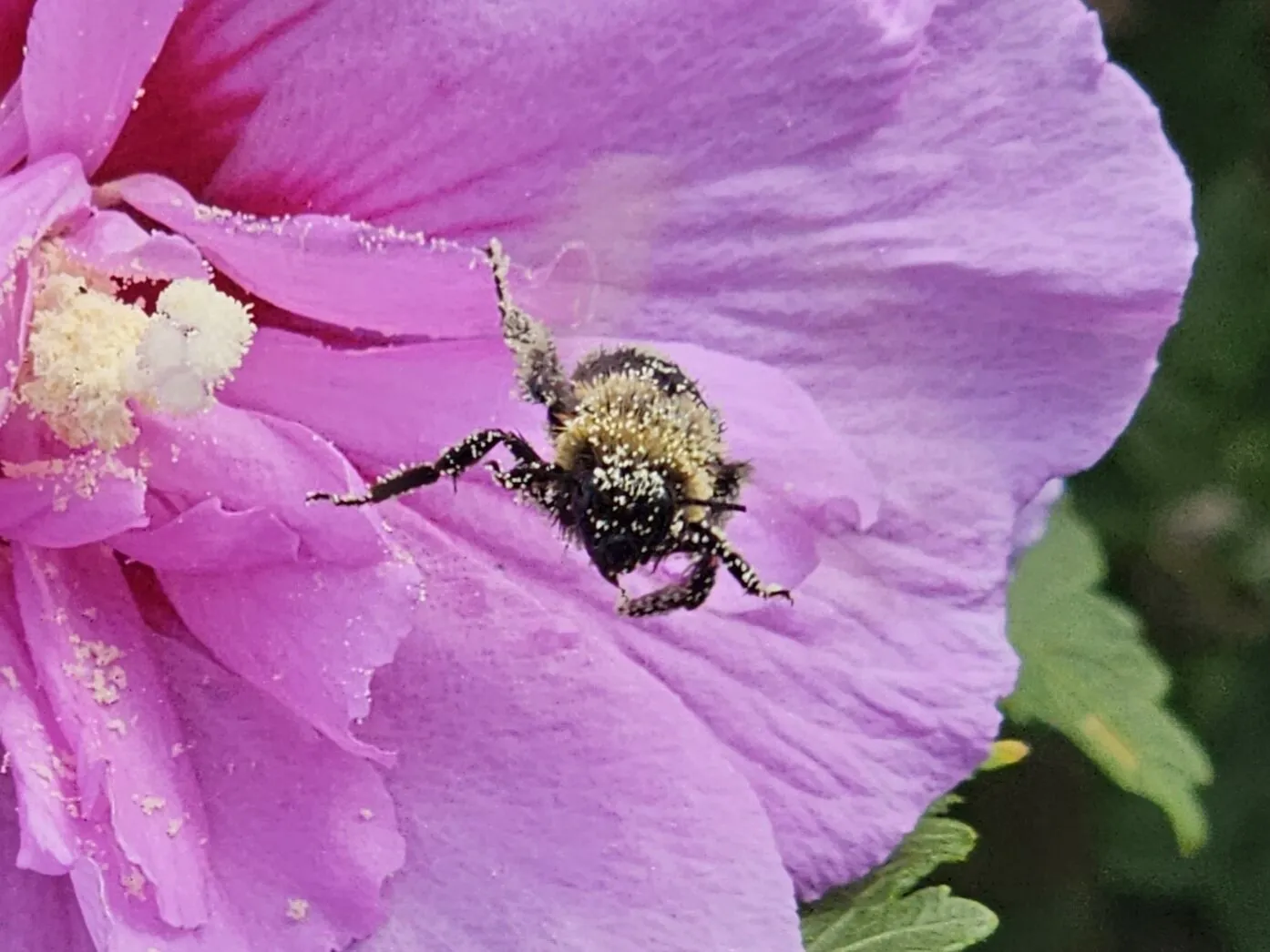 Bee full of pollen