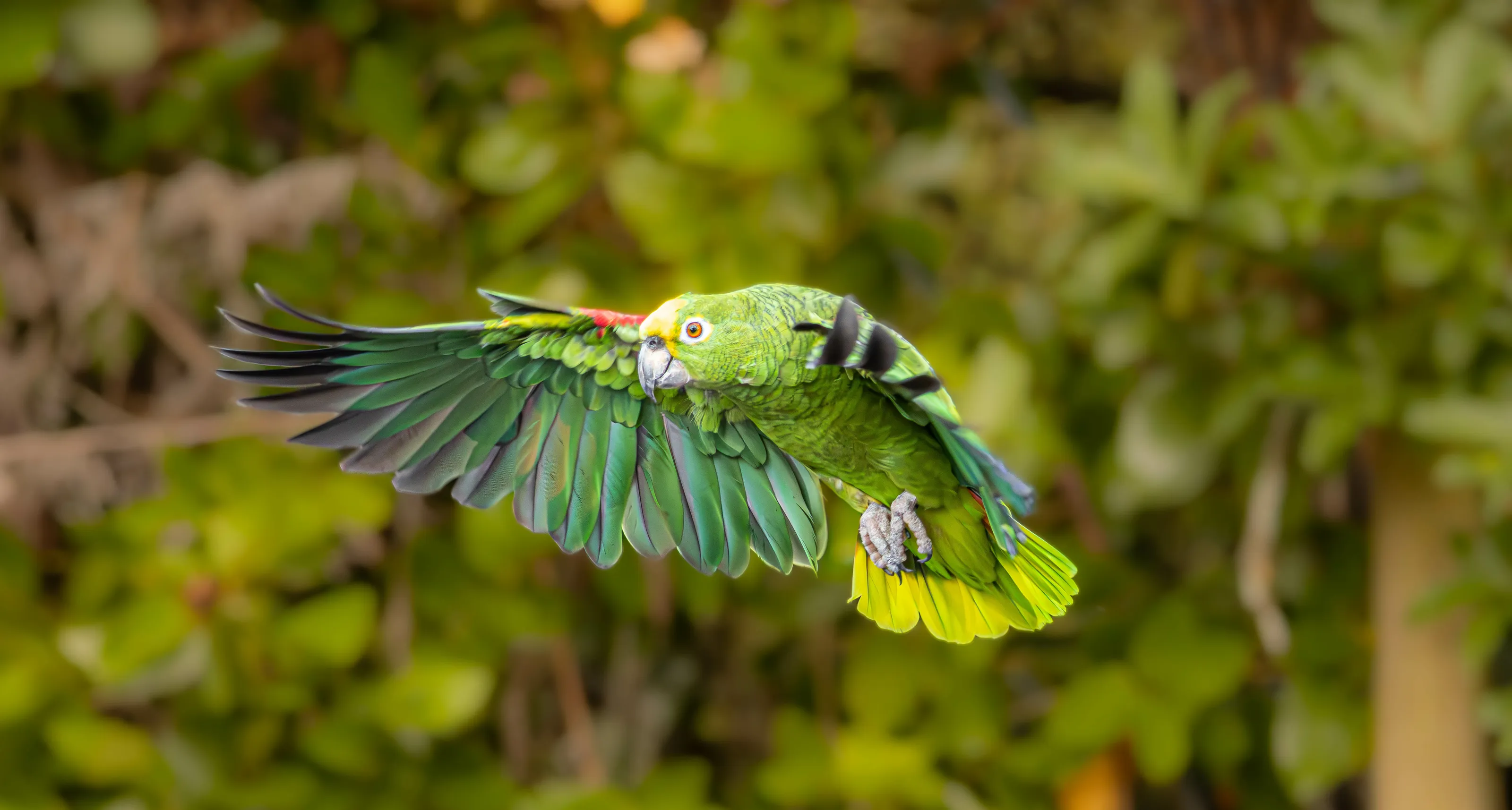 yellow crowned amazon in flight